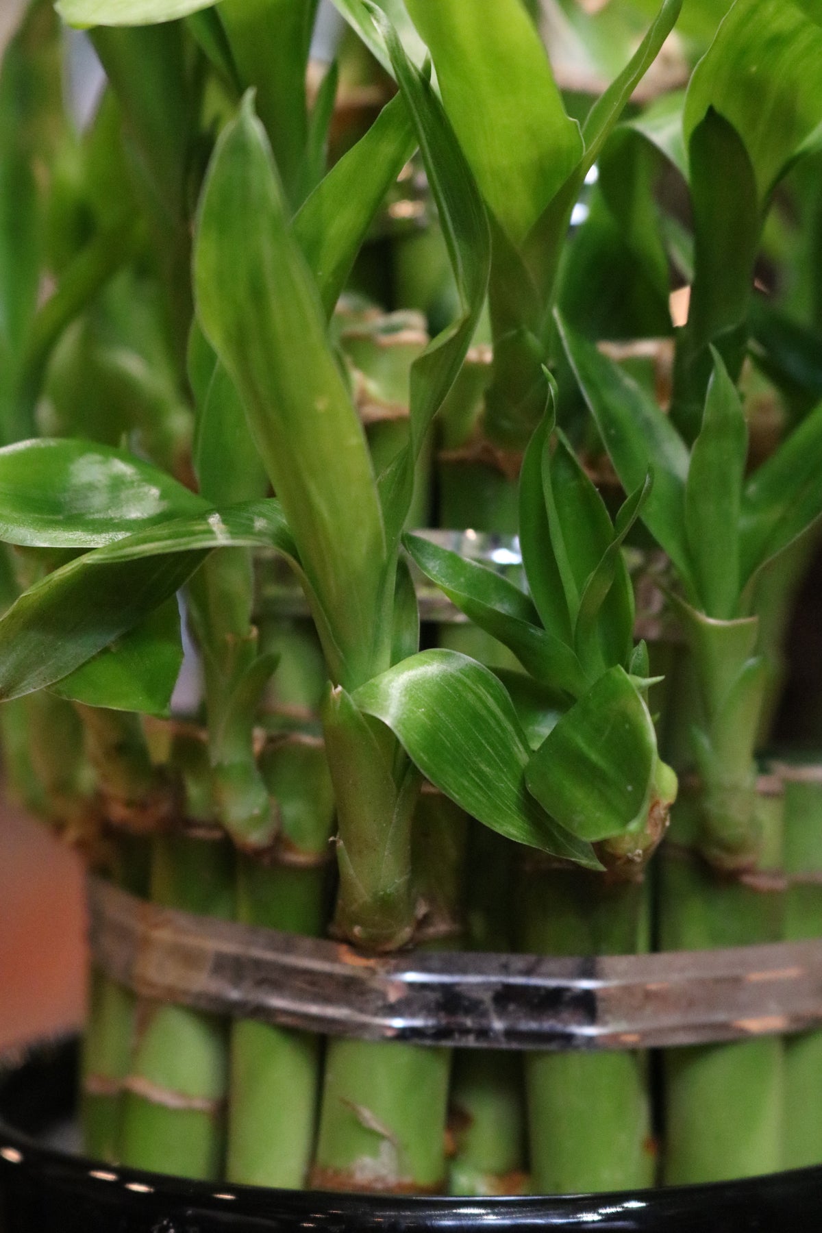 Lucky Bamboo