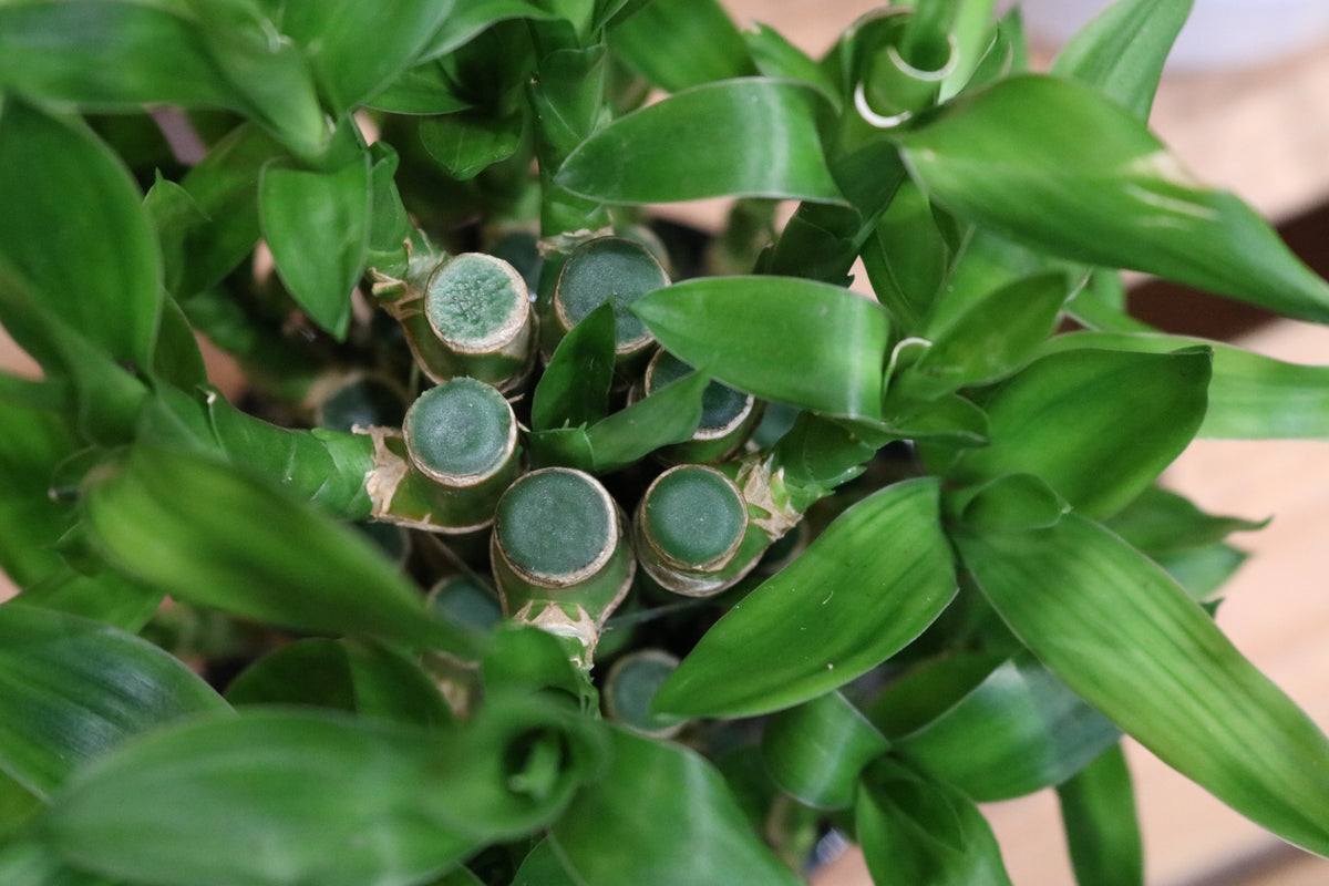 Lucky Bamboo