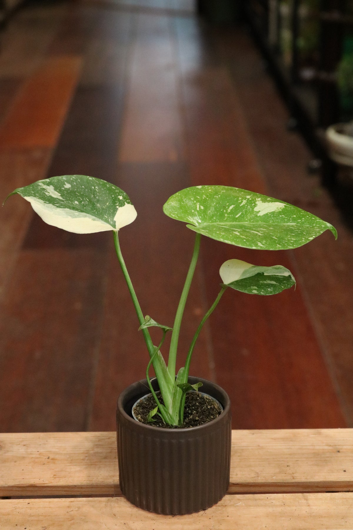 Monstera Thai Constellation (mini)