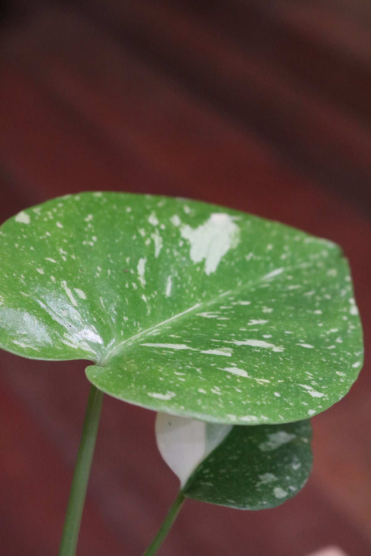 Monstera Thai Constellation (mini)