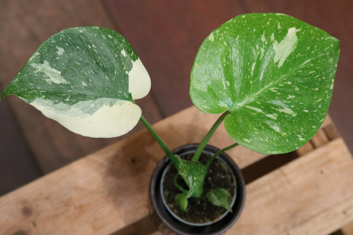 Monstera Thai Constellation (mini)