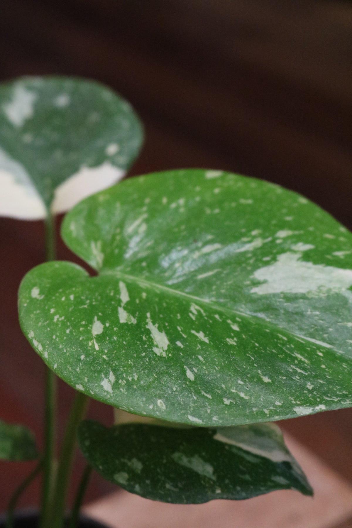 Monstera Thai Constellation (mini)