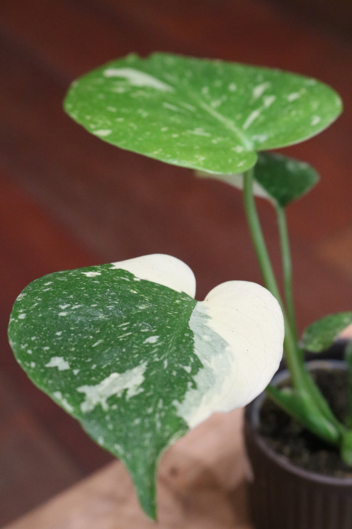 Monstera Thai Constellation (mini)