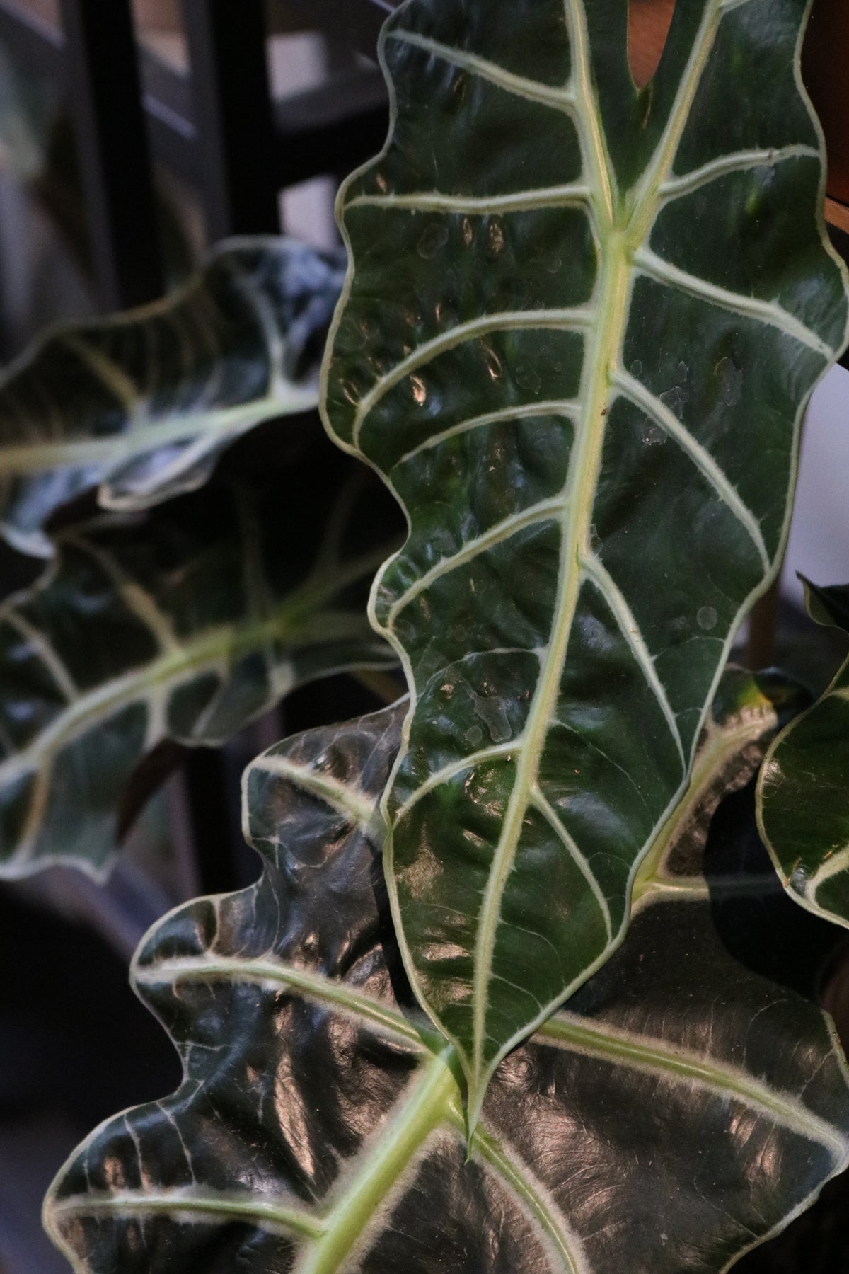 Alocasia Amazonic ‘Polly’
