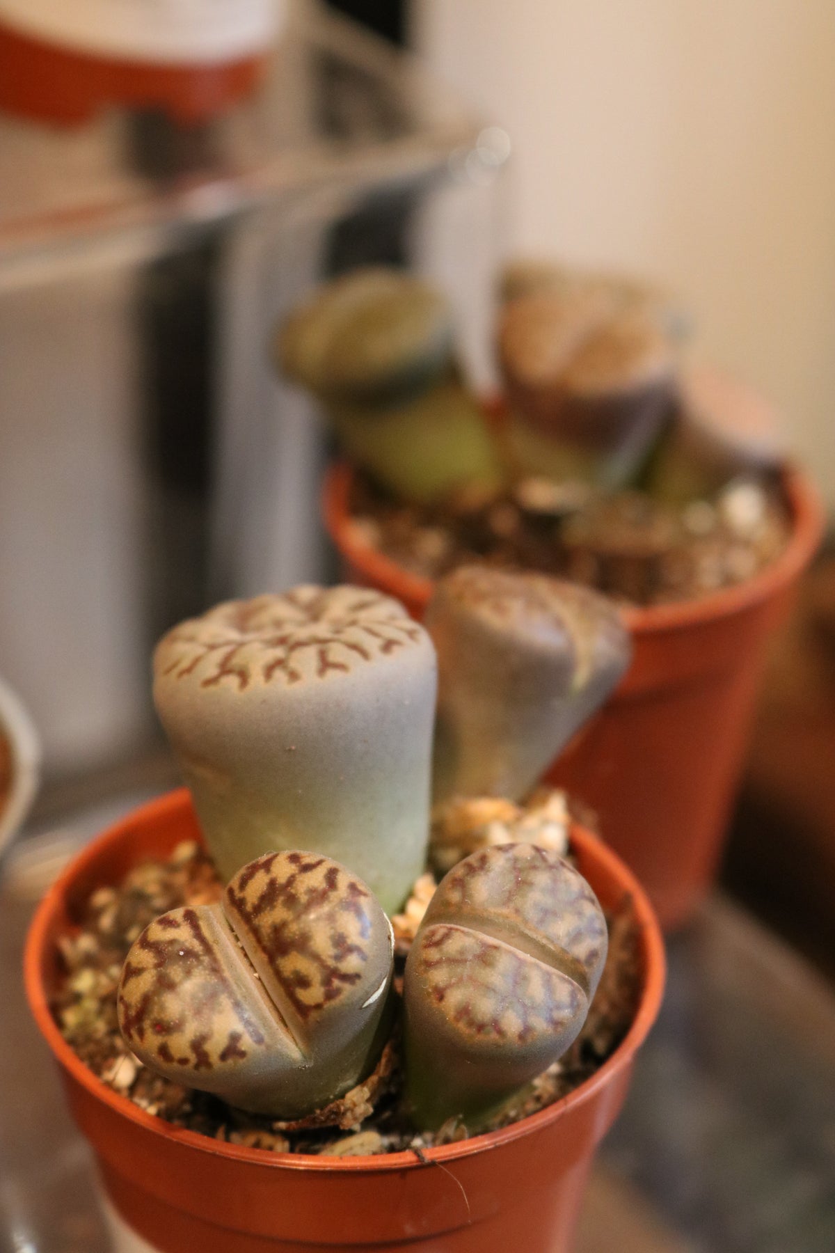 Lithops (Living Stone) - Multiceps