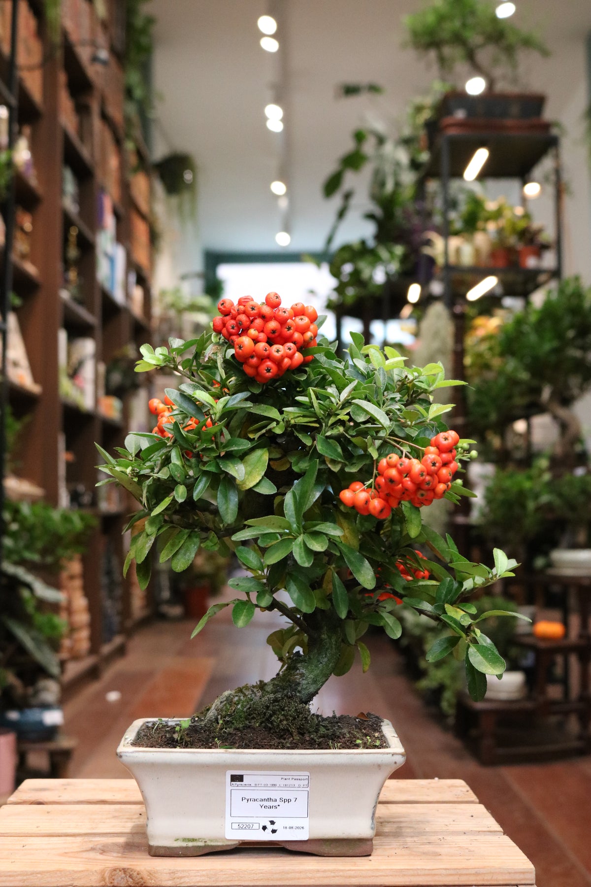 Pyracantha Bonsai