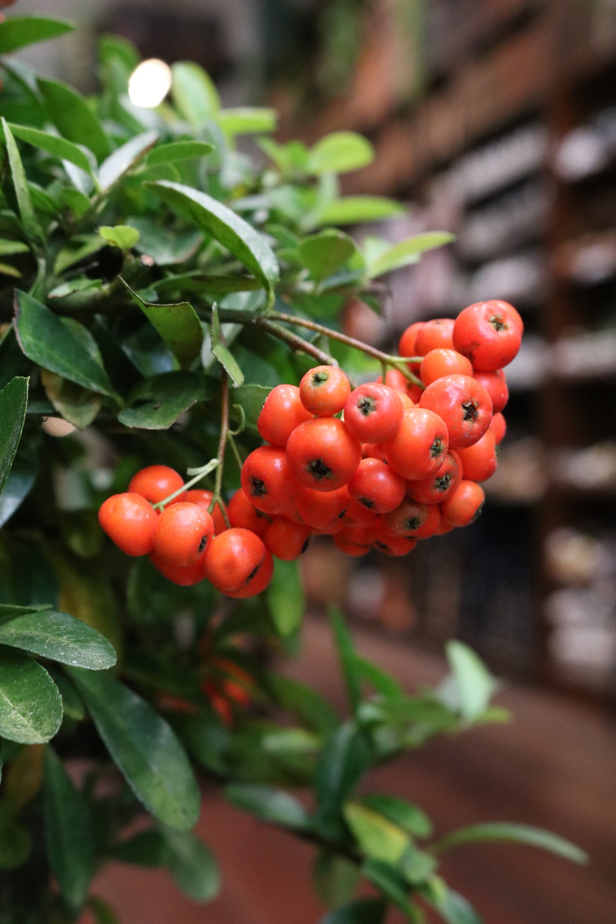 Pyracantha Bonsai