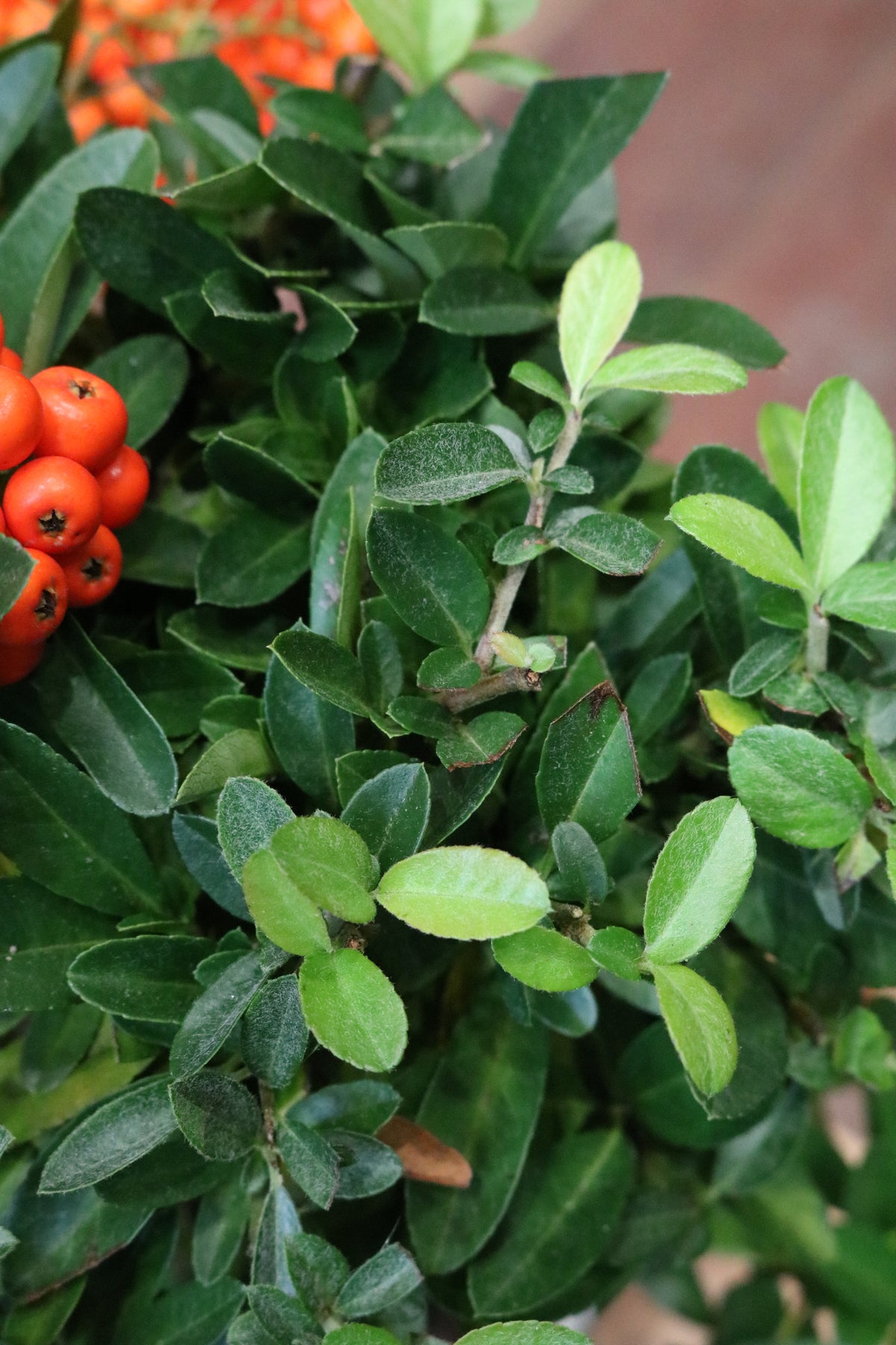 Pyracantha Bonsai