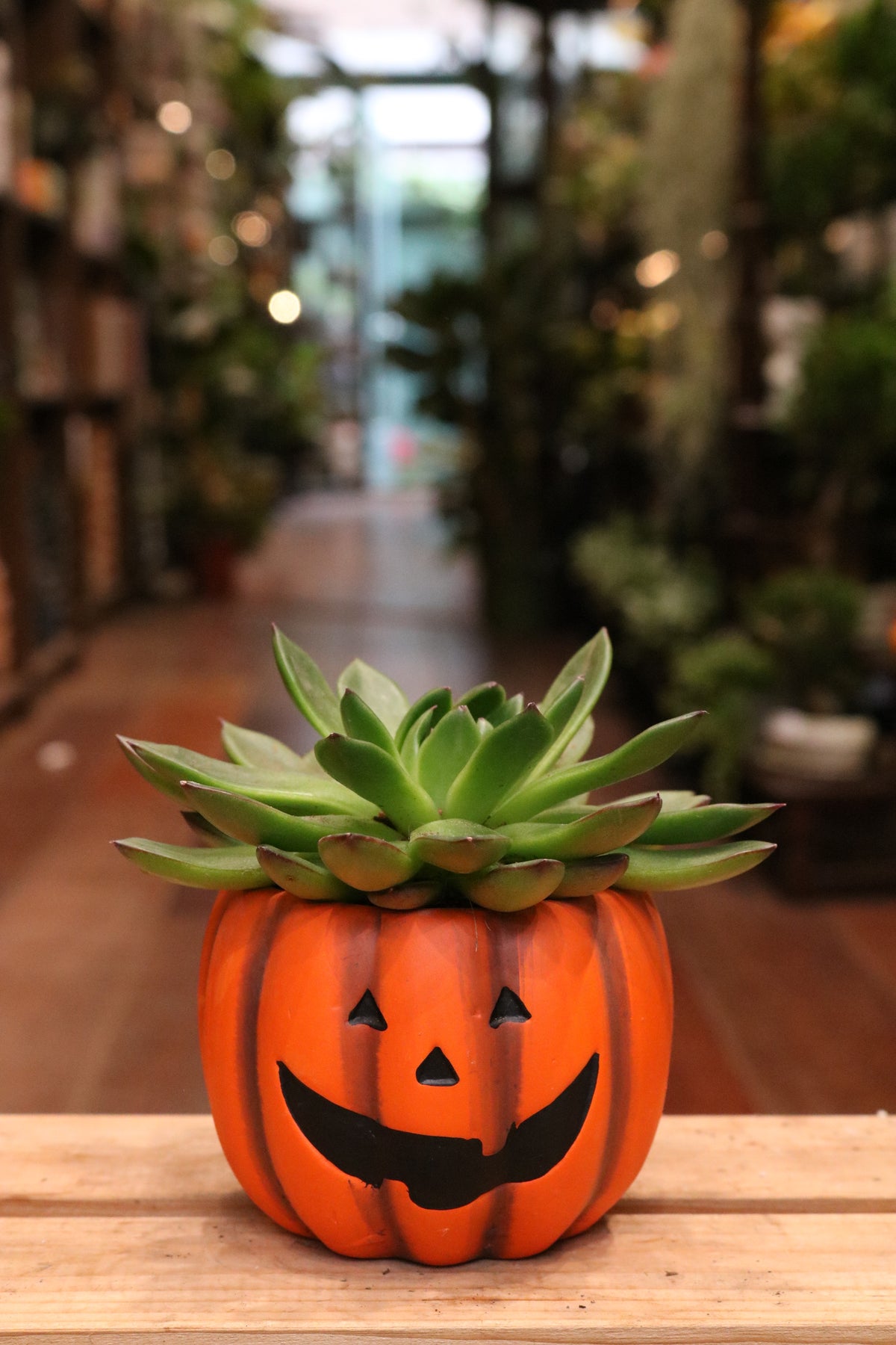 Pumpkin pot with succulent