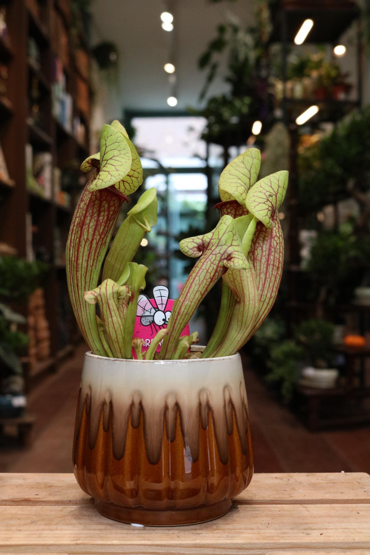 Sarracenia (Trumpet pitcher)