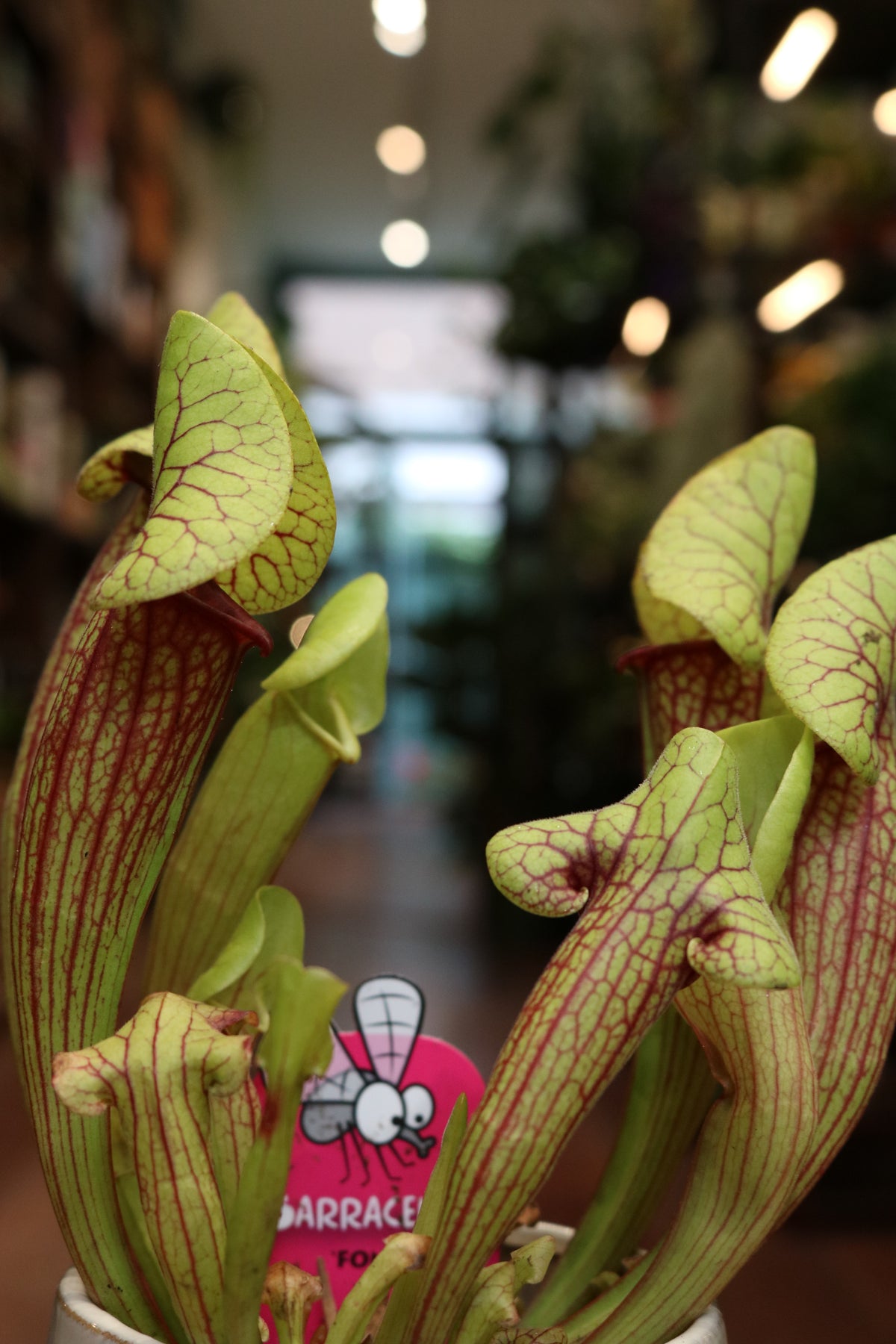 Sarracenia (Trumpet pitcher)