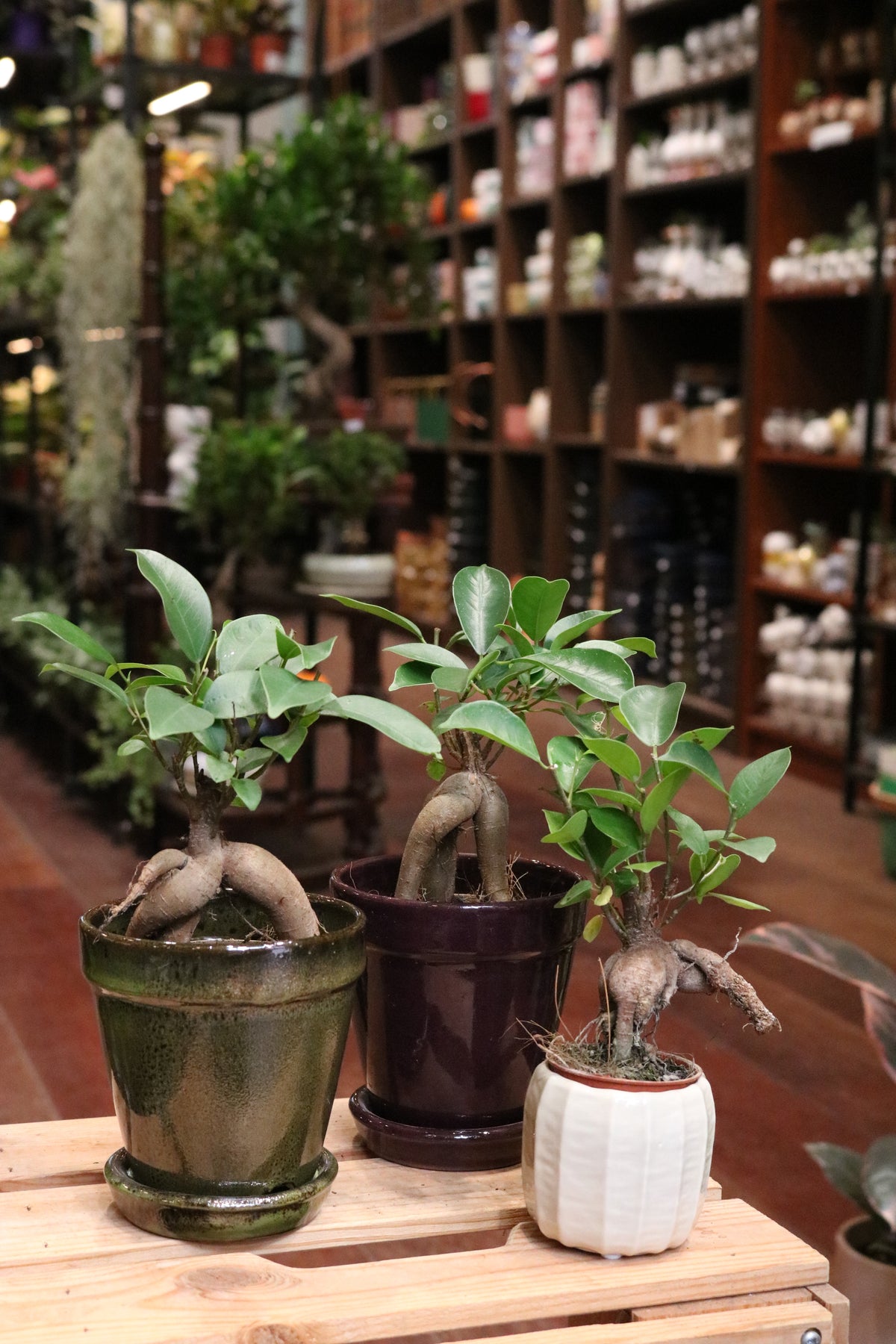 Ficus Ginseng