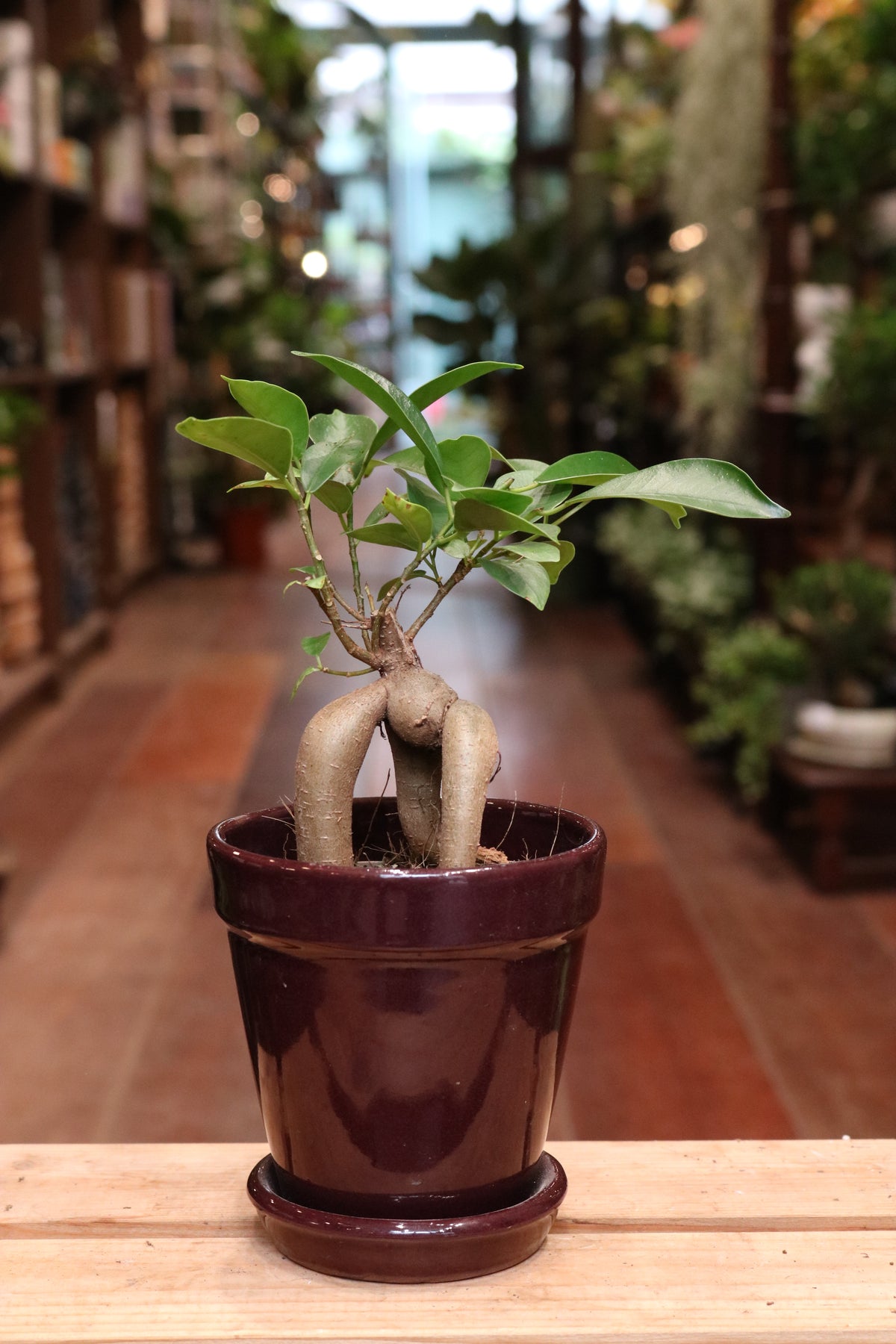 Ficus Ginseng