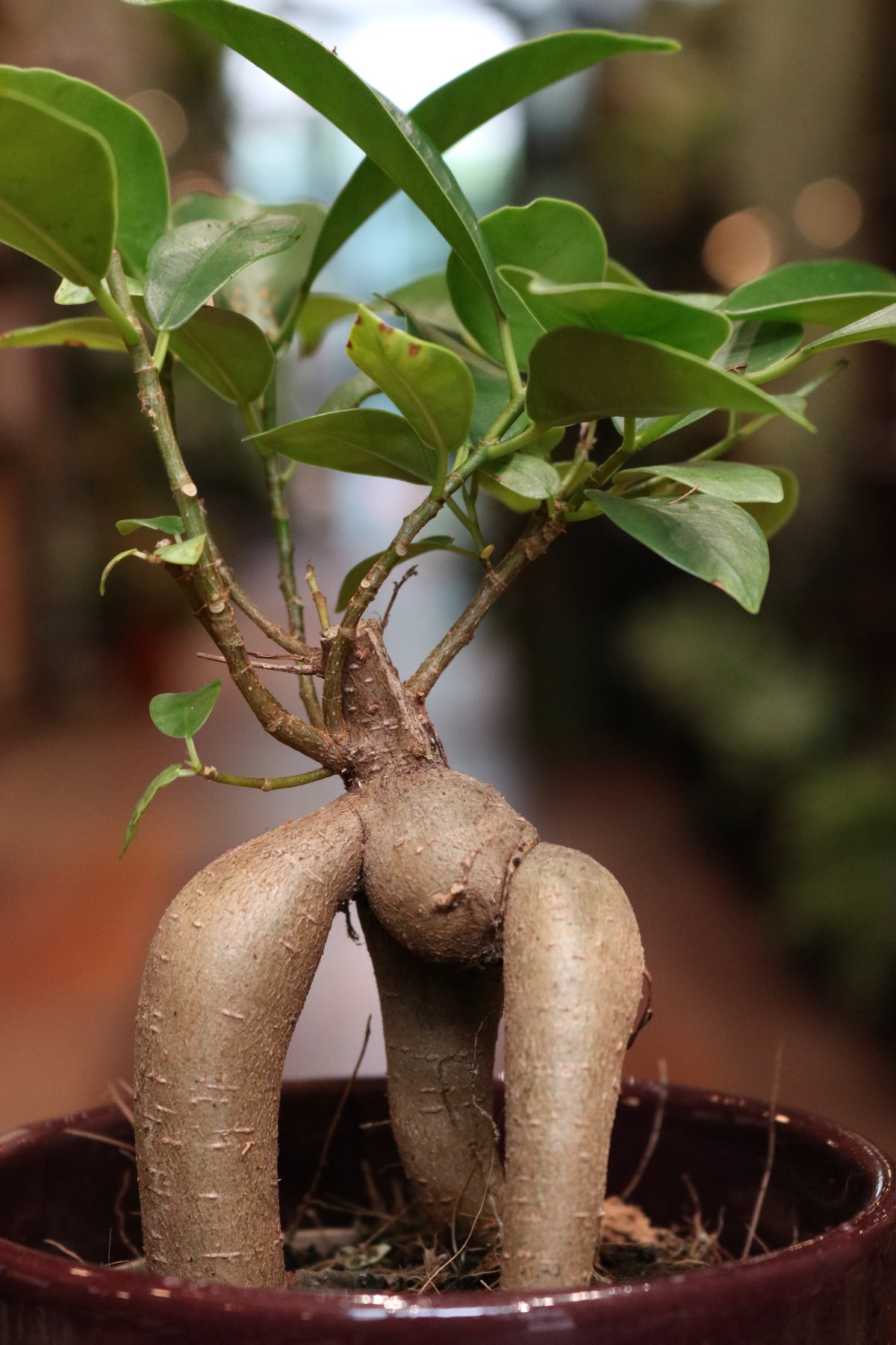 Ficus Ginseng