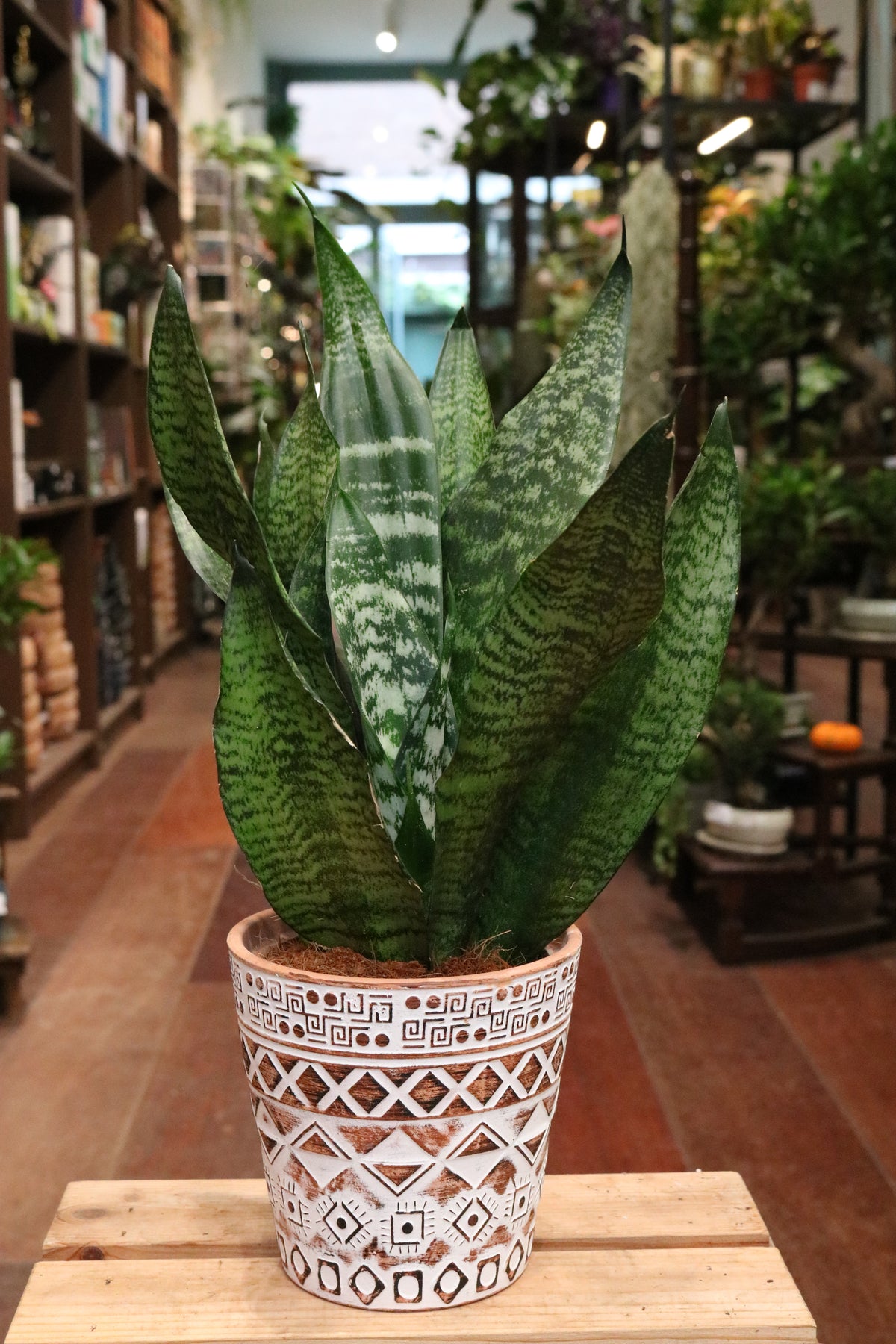 Snake plant with pot