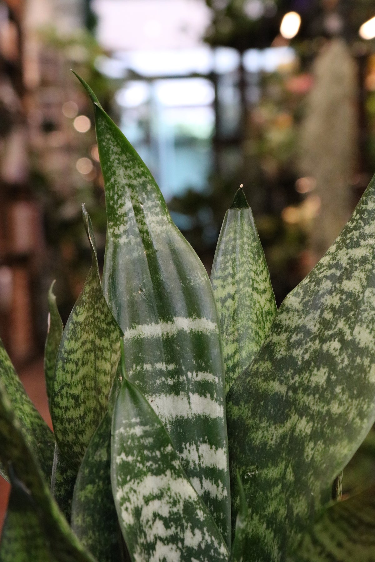 Snake plant with pot