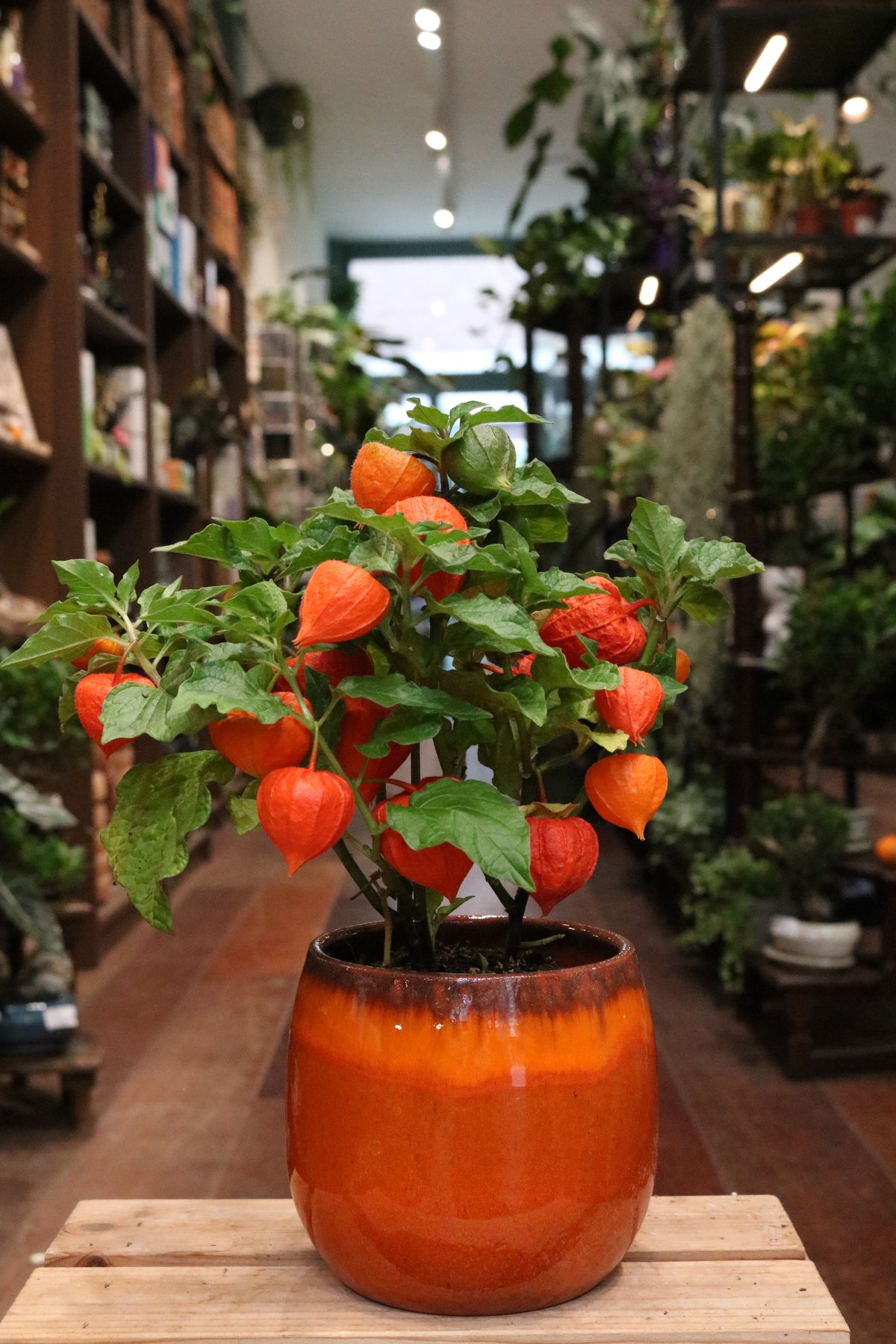 Chinese Lantern