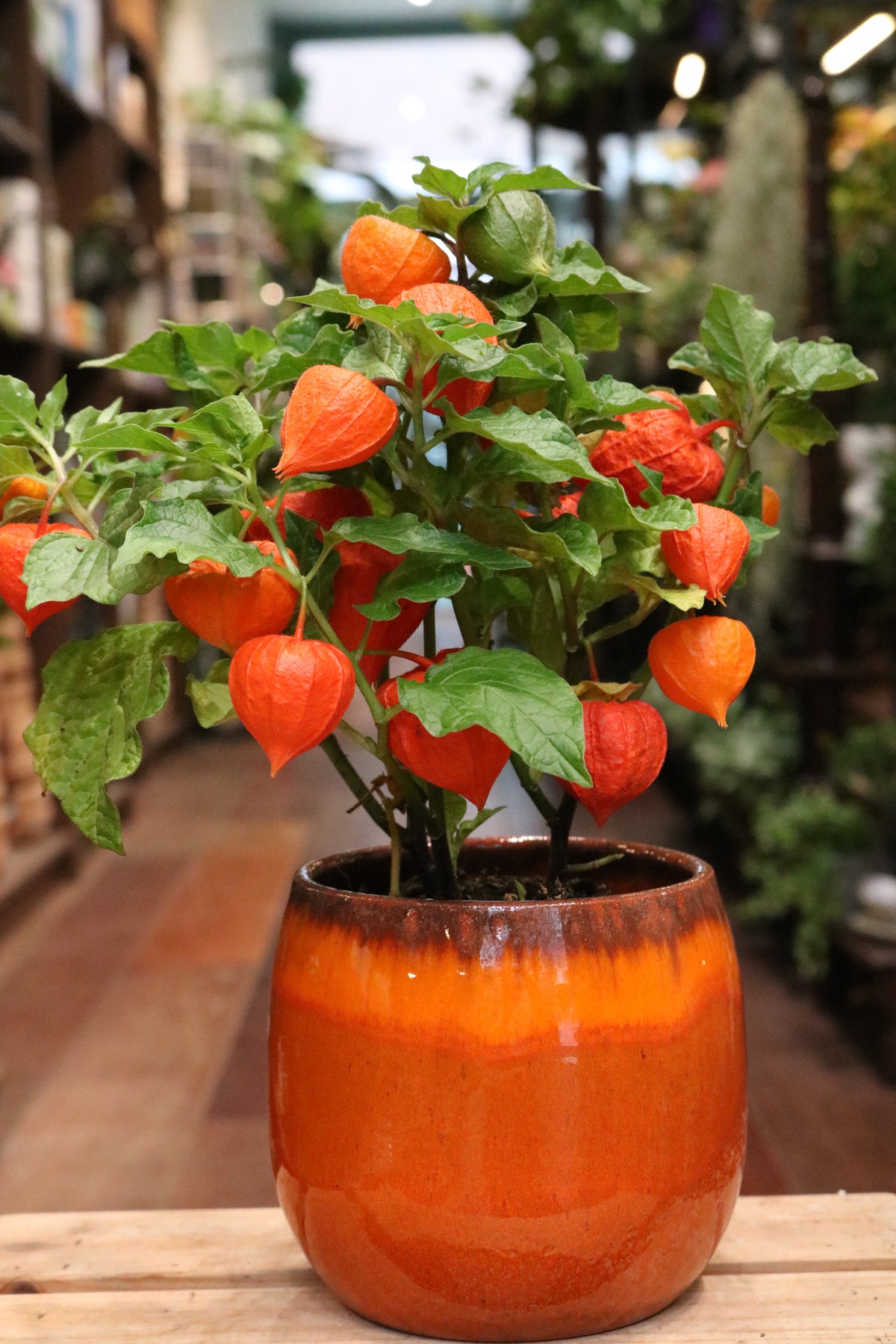 Chinese Lantern