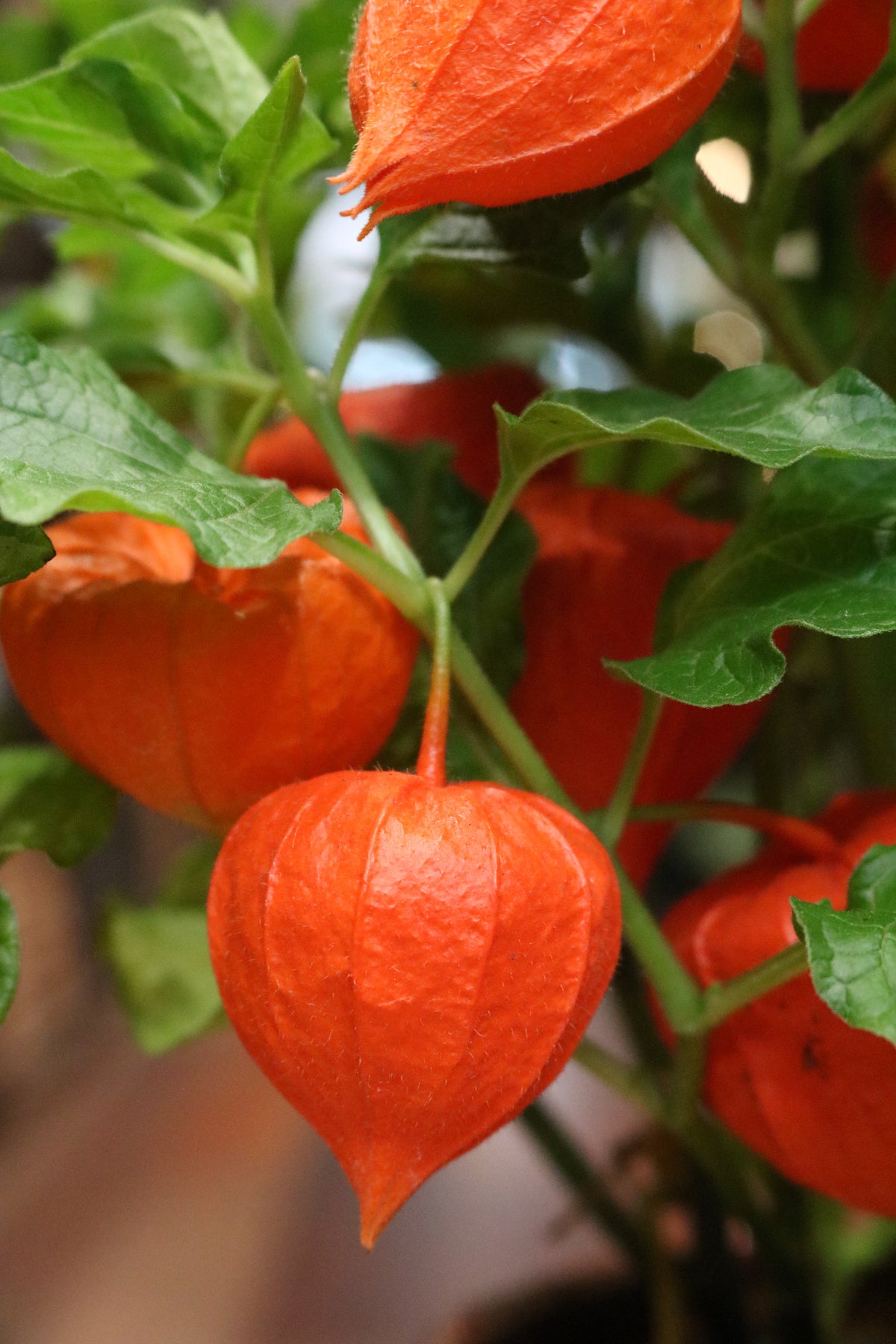 Chinese Lantern