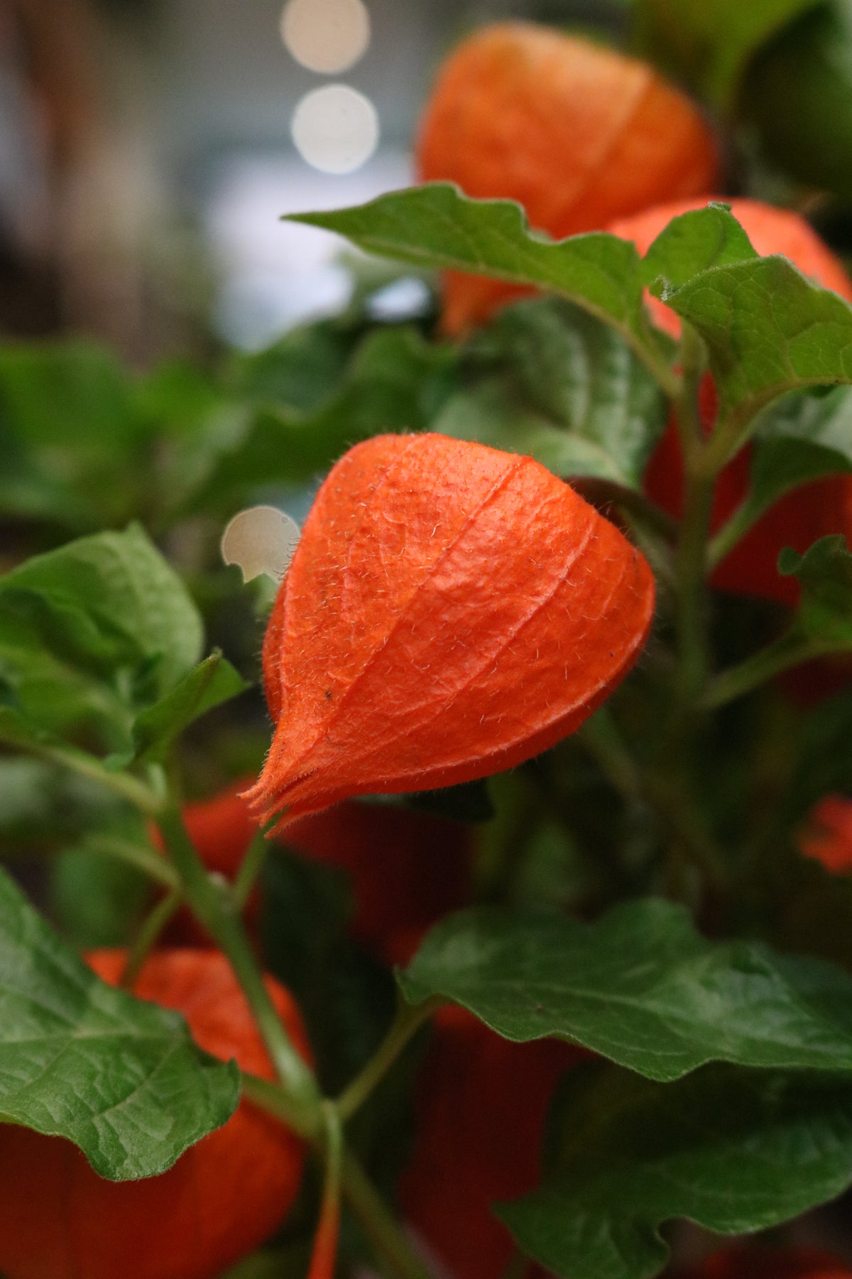 Chinese Lantern