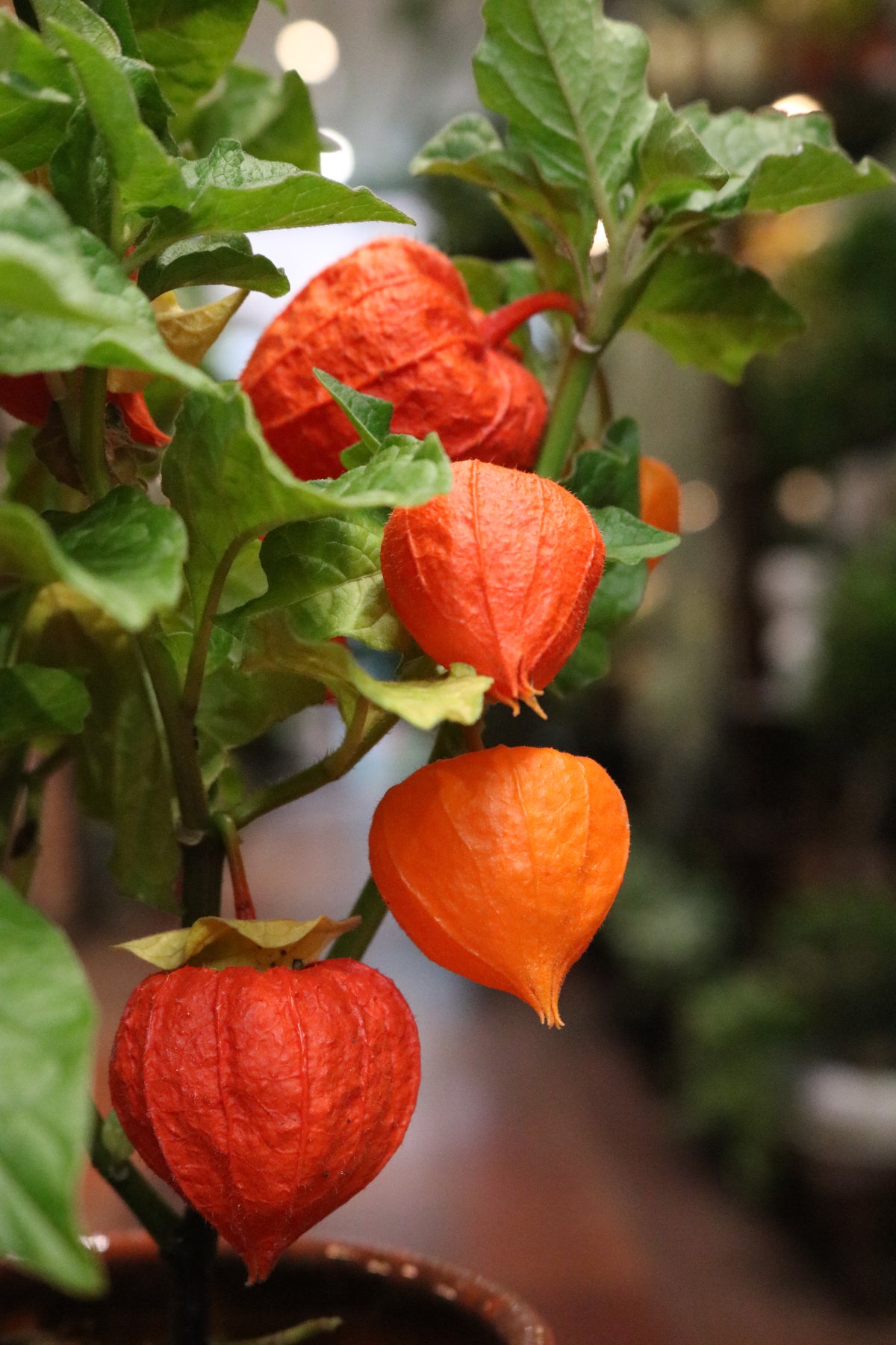 Chinese Lantern