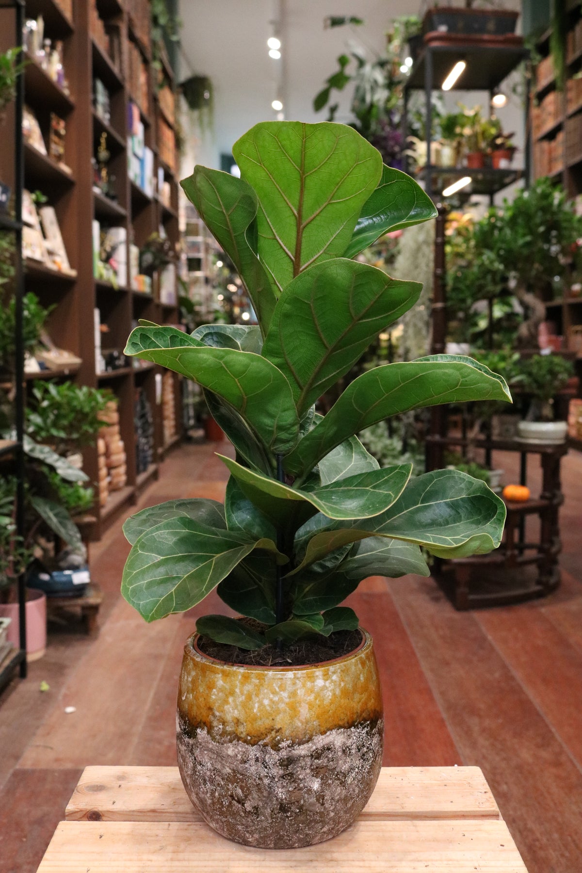 Fiddle Leaf Fig