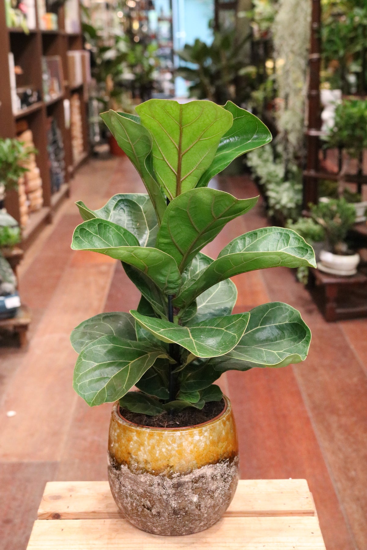 Fiddle Leaf Fig