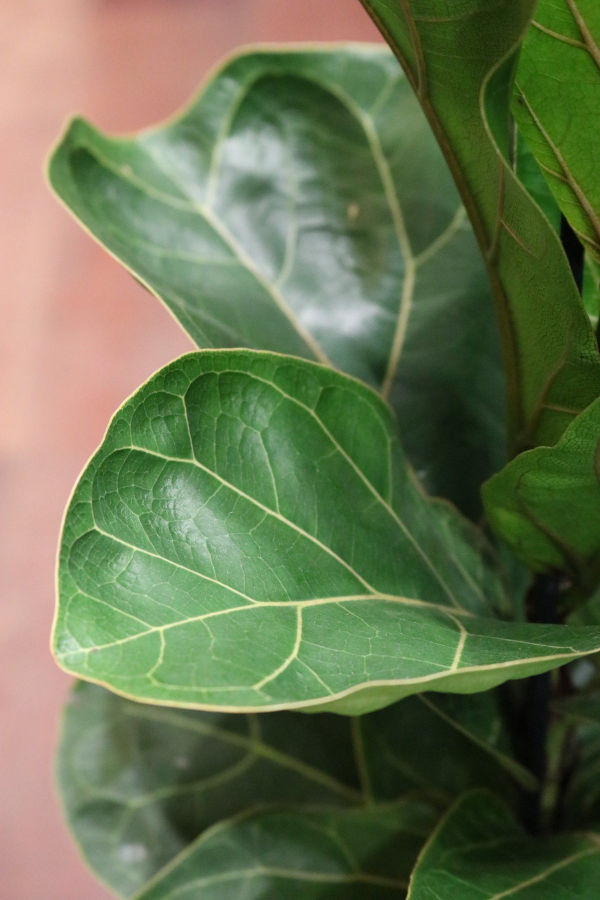 Fiddle Leaf Fig