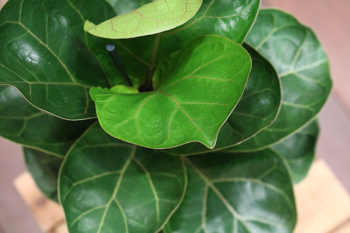 Fiddle Leaf Fig