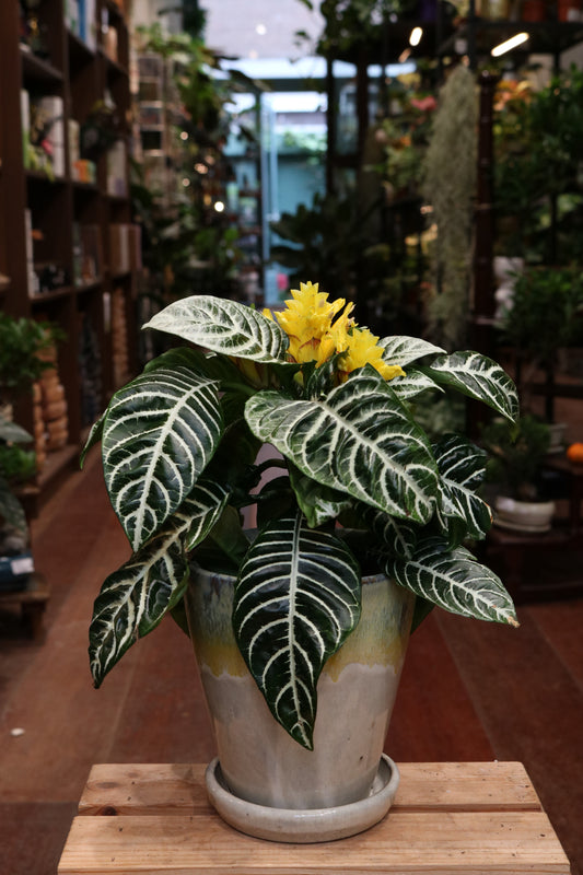Zebra Plant (Aphelandra Squarrosa)