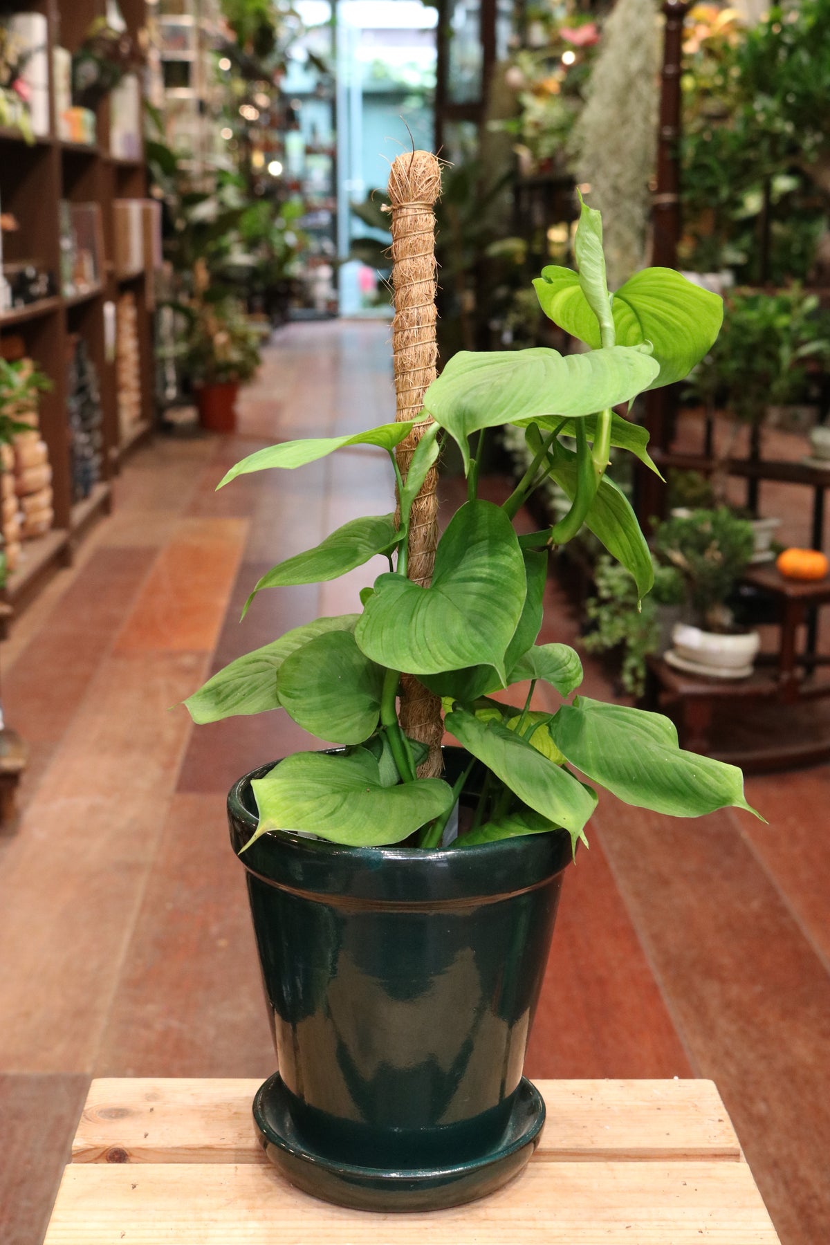 Epipremnum pinnatum 'Cebu Blue' (on stick)