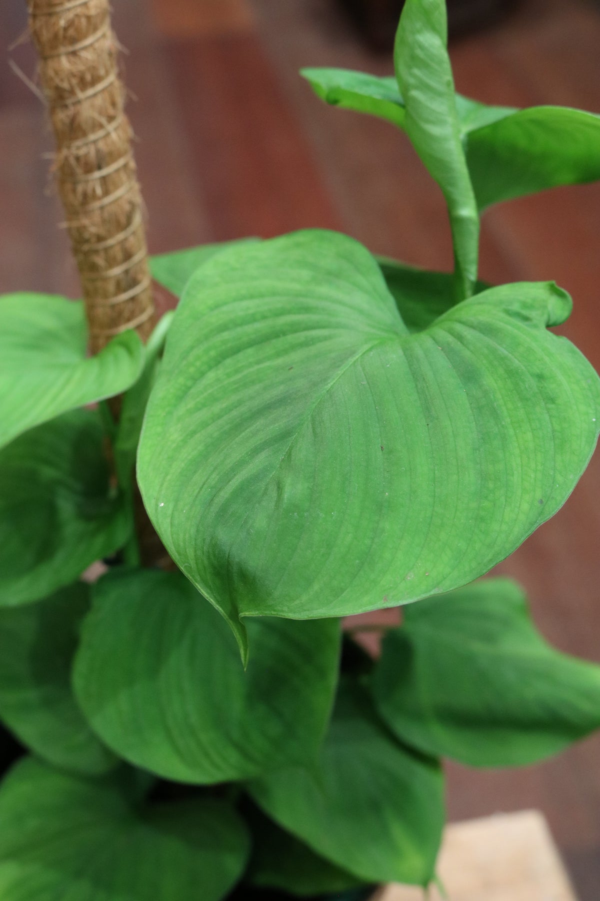 Epipremnum pinnatum 'Cebu Blue' (on stick)