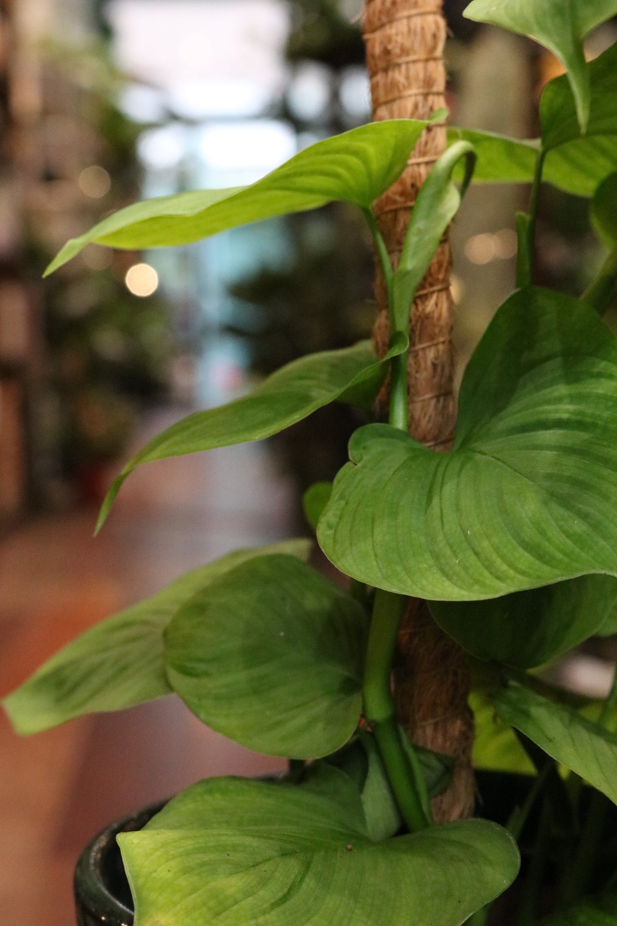Epipremnum pinnatum 'Cebu Blue' (on stick)