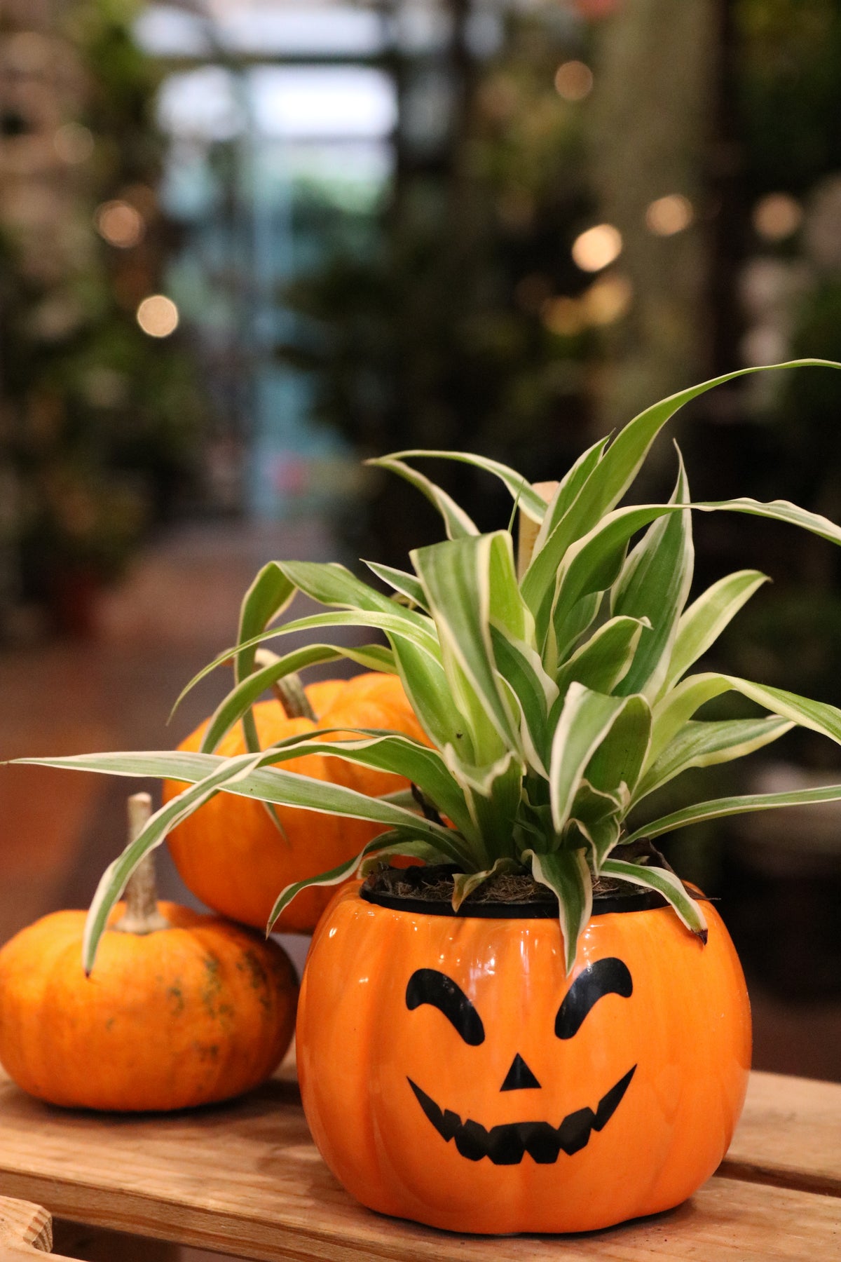 Mini pumpkin pot