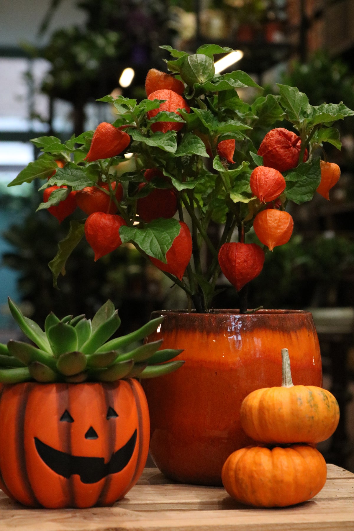 Pumpkin pot with succulent