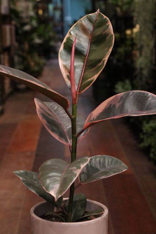Ficus elastica 'Belize'