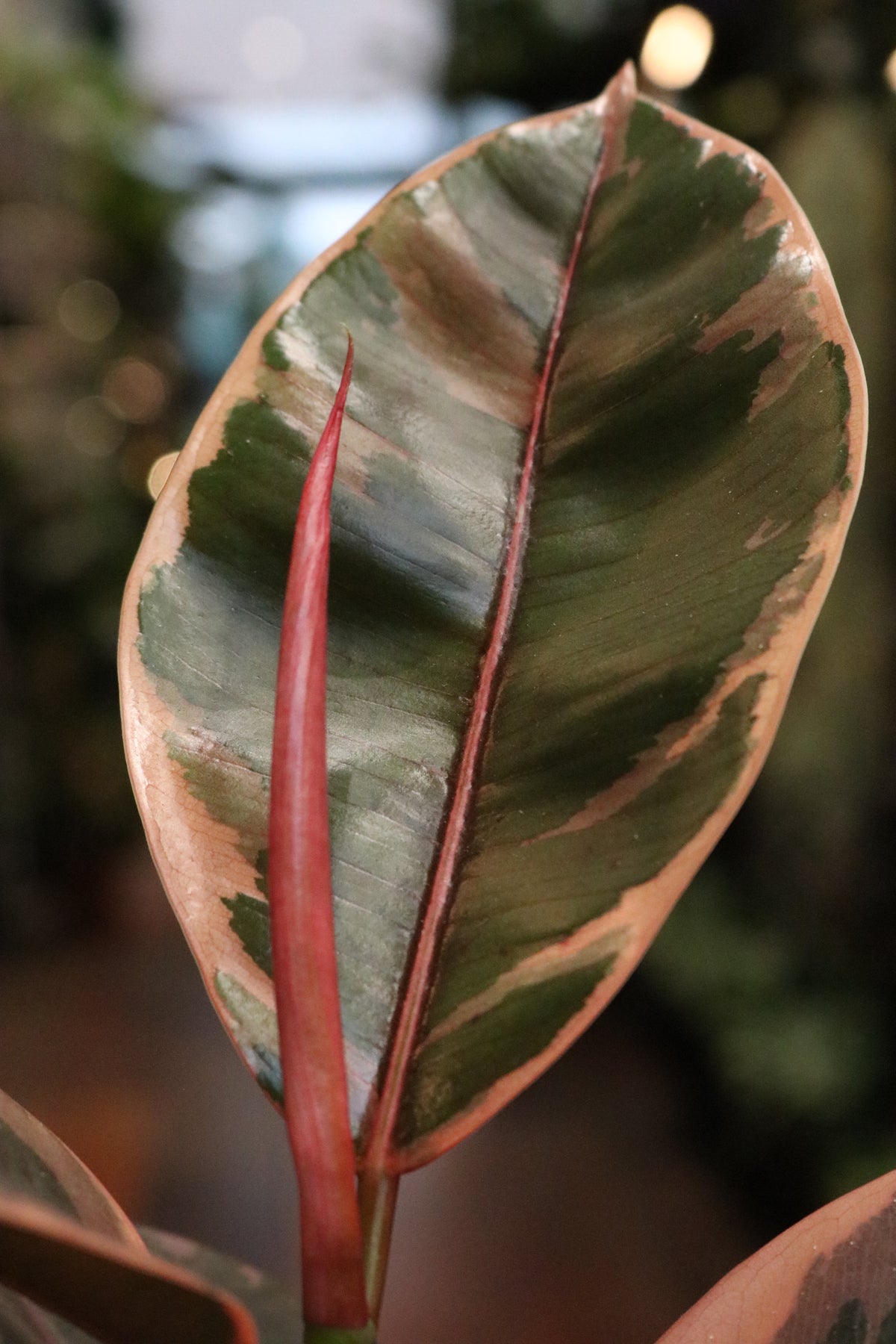 Ficus elastica 'Belize'