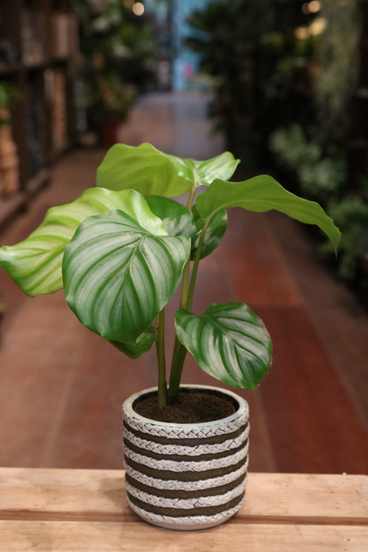 Calathea orbifolia (mini)