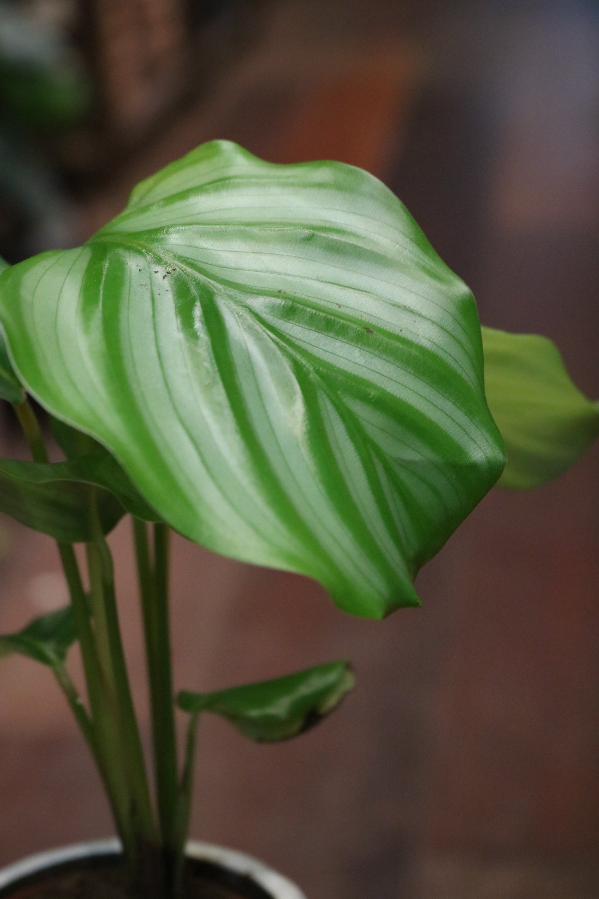 Calathea orbifolia (mini)