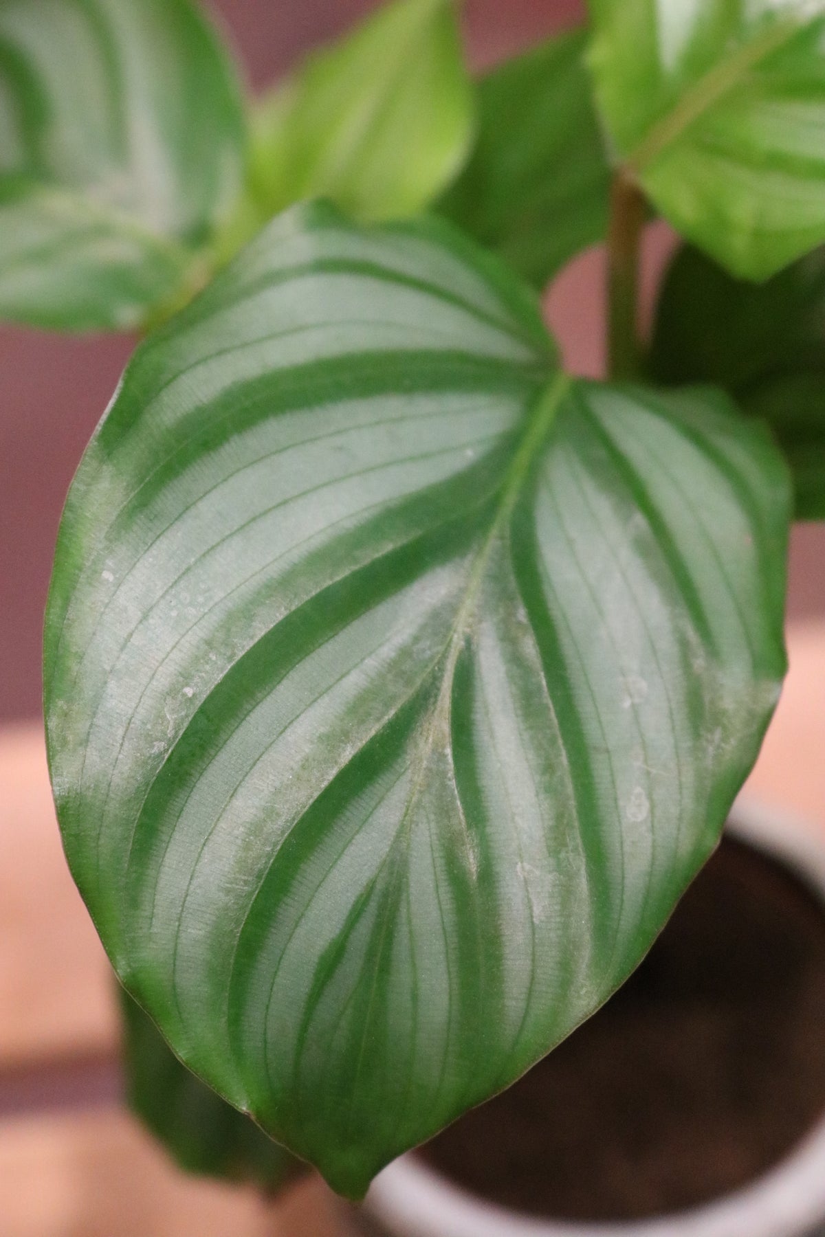 Calathea orbifolia (mini)