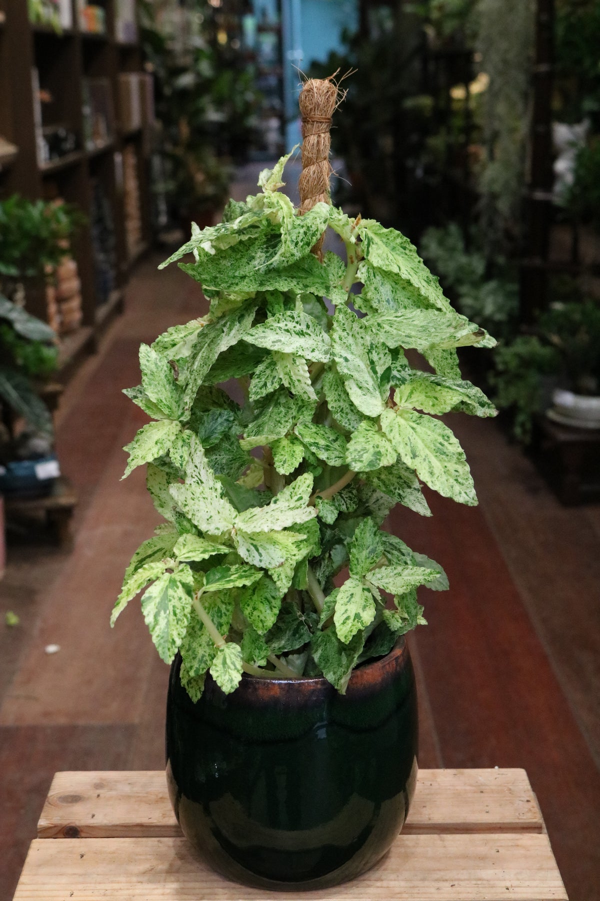 Pellionia repens 'Variegata' (on a stick)