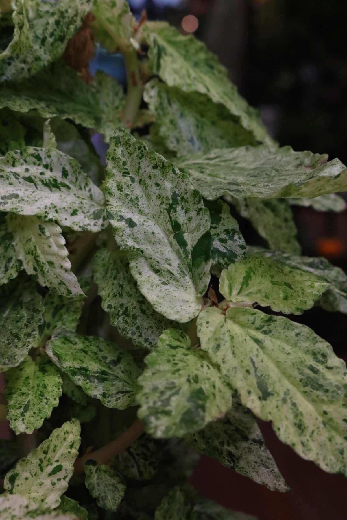 Pellionia repens 'Variegata' (on a stick)