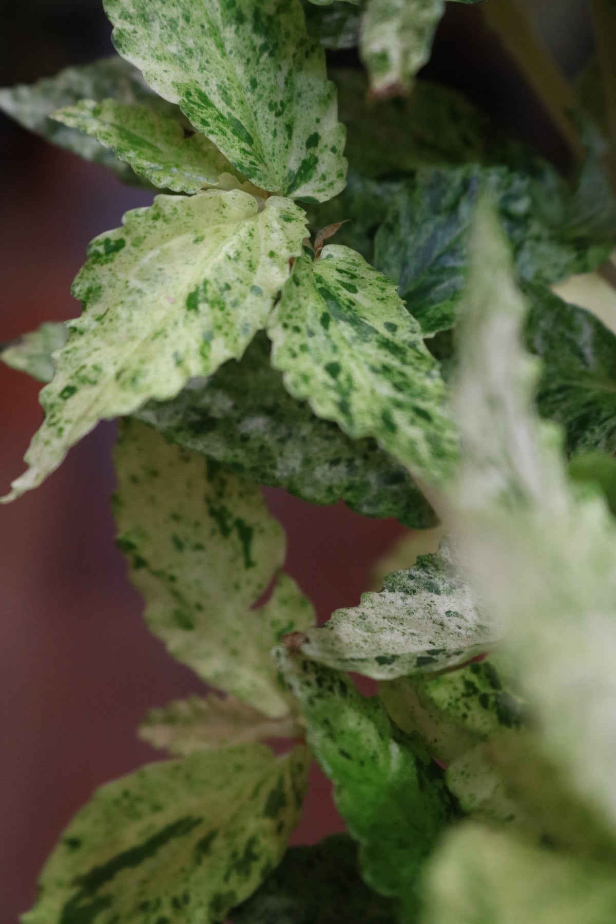 Pellionia repens 'Variegata' (on a stick)