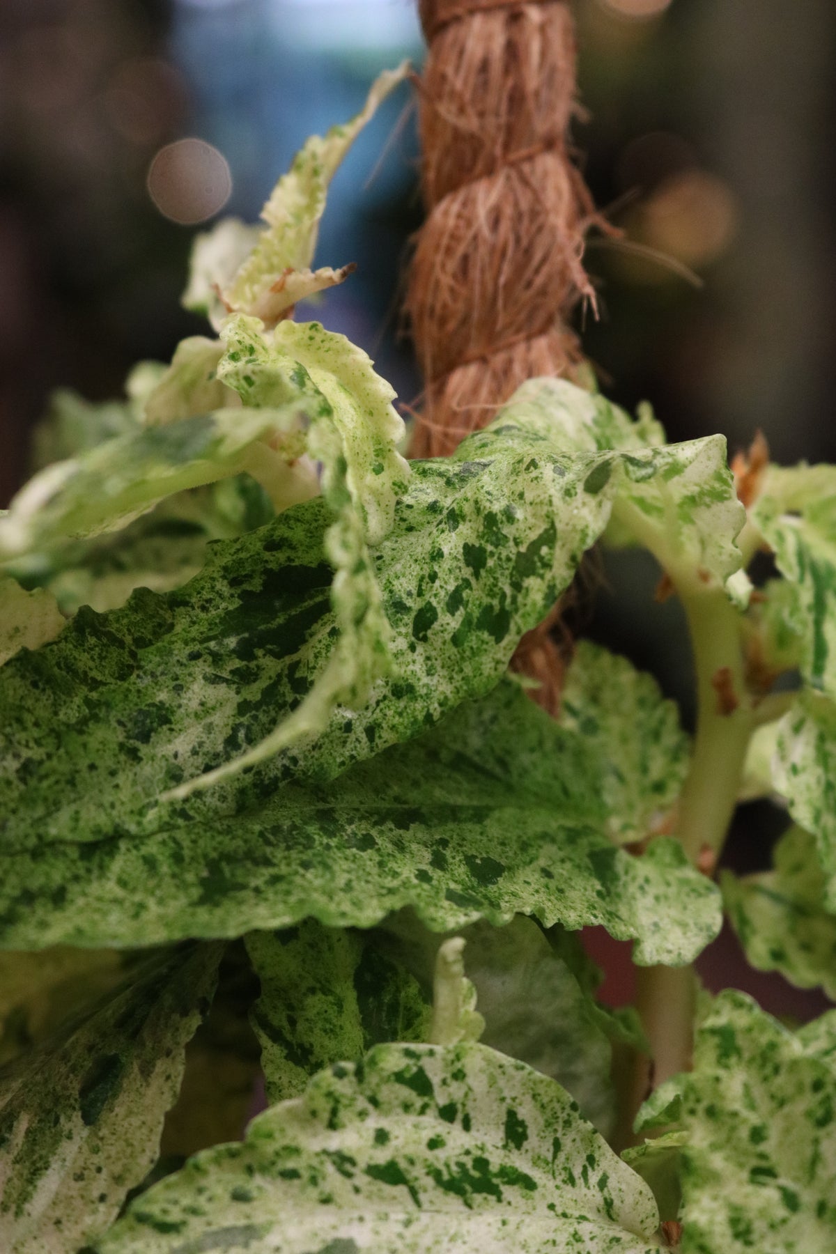 Pellionia repens 'Variegata' (on a stick)