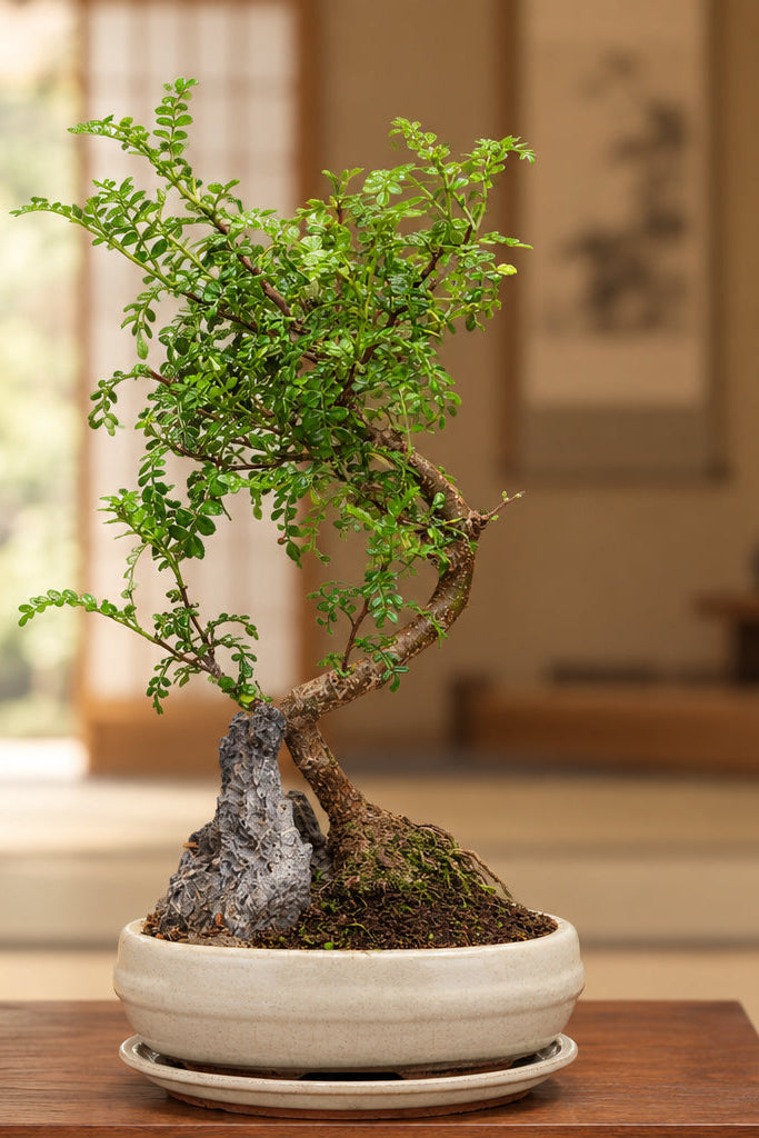 Chinese Pepper Tree Bonsai with rock