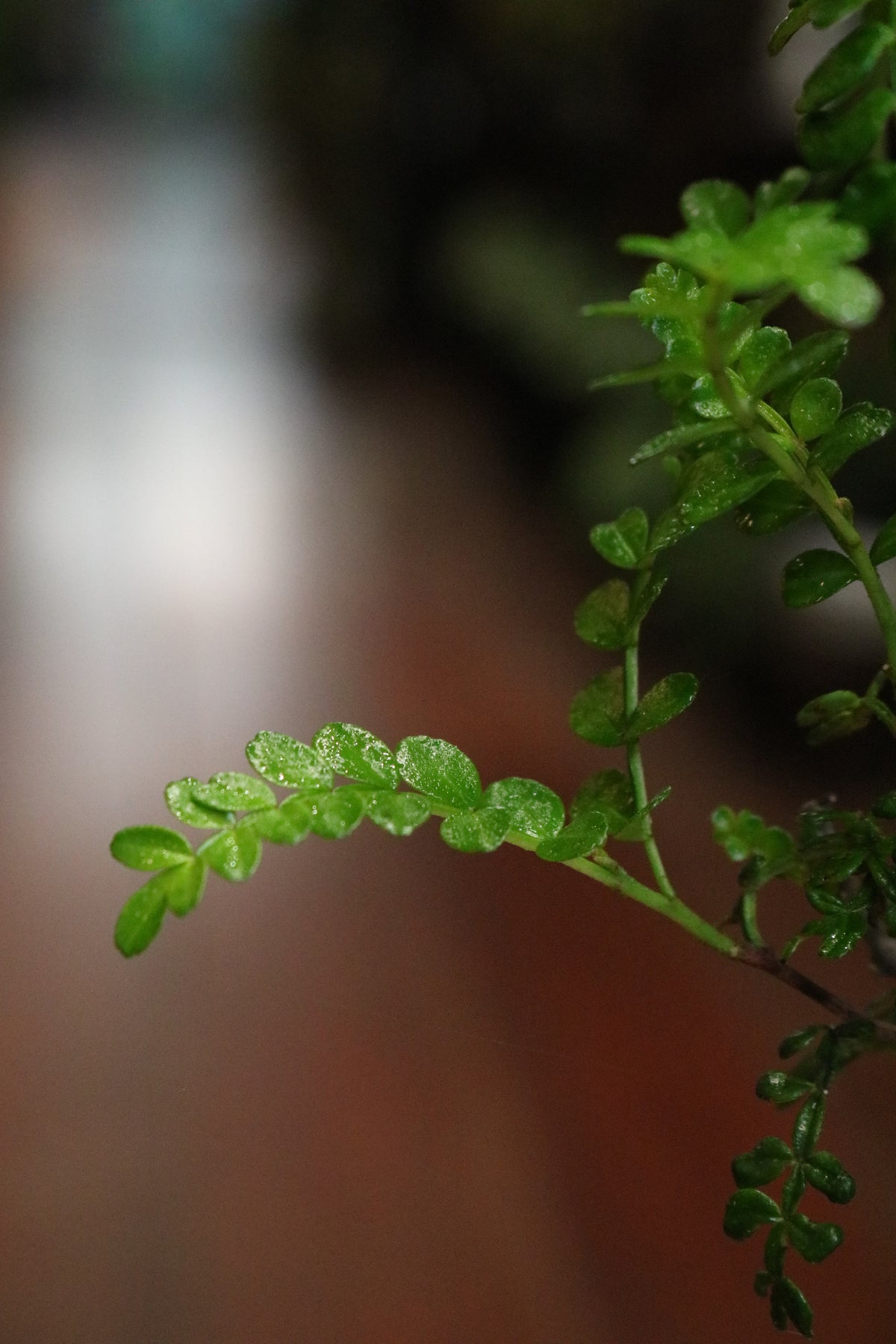 Chinese Pepper Tree Bonsai with rock
