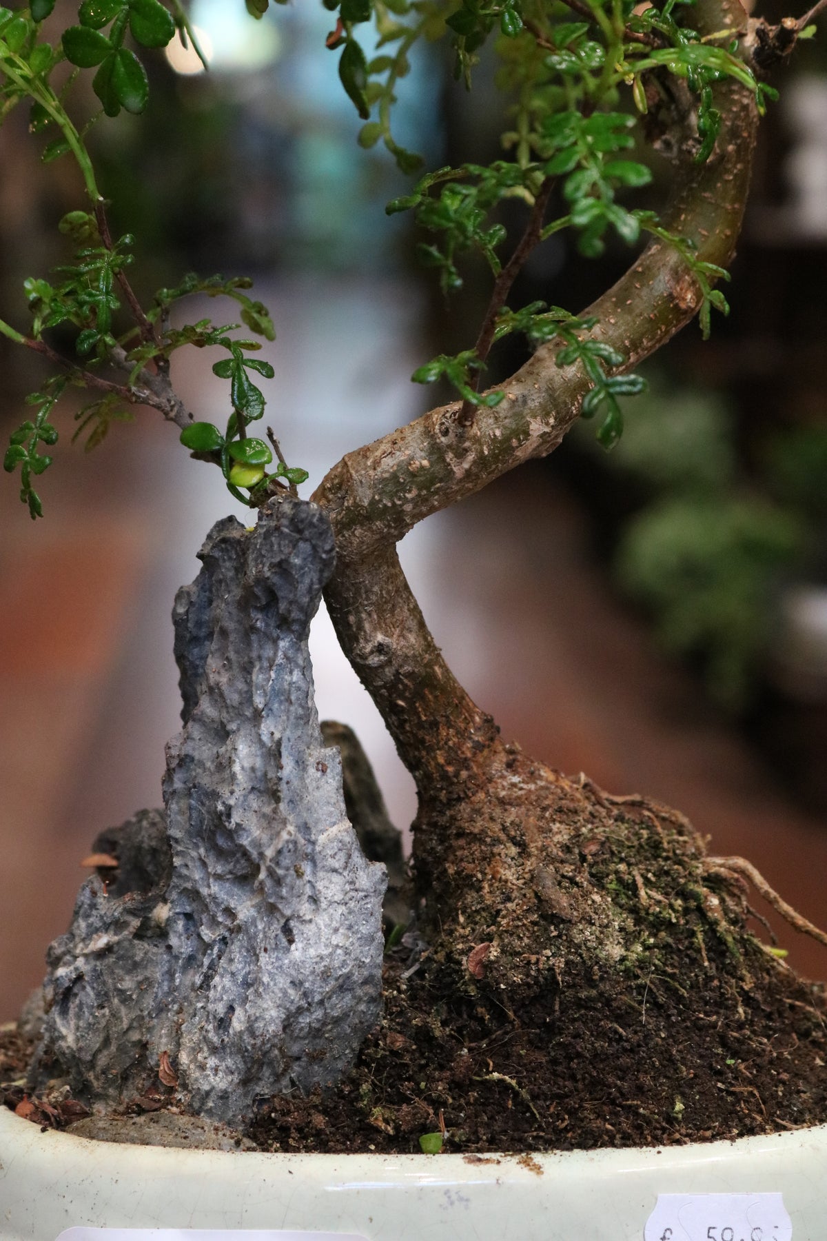 Chinese Pepper Tree Bonsai with rock