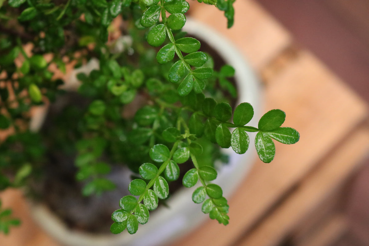 Chinese Pepper Tree Bonsai with rock