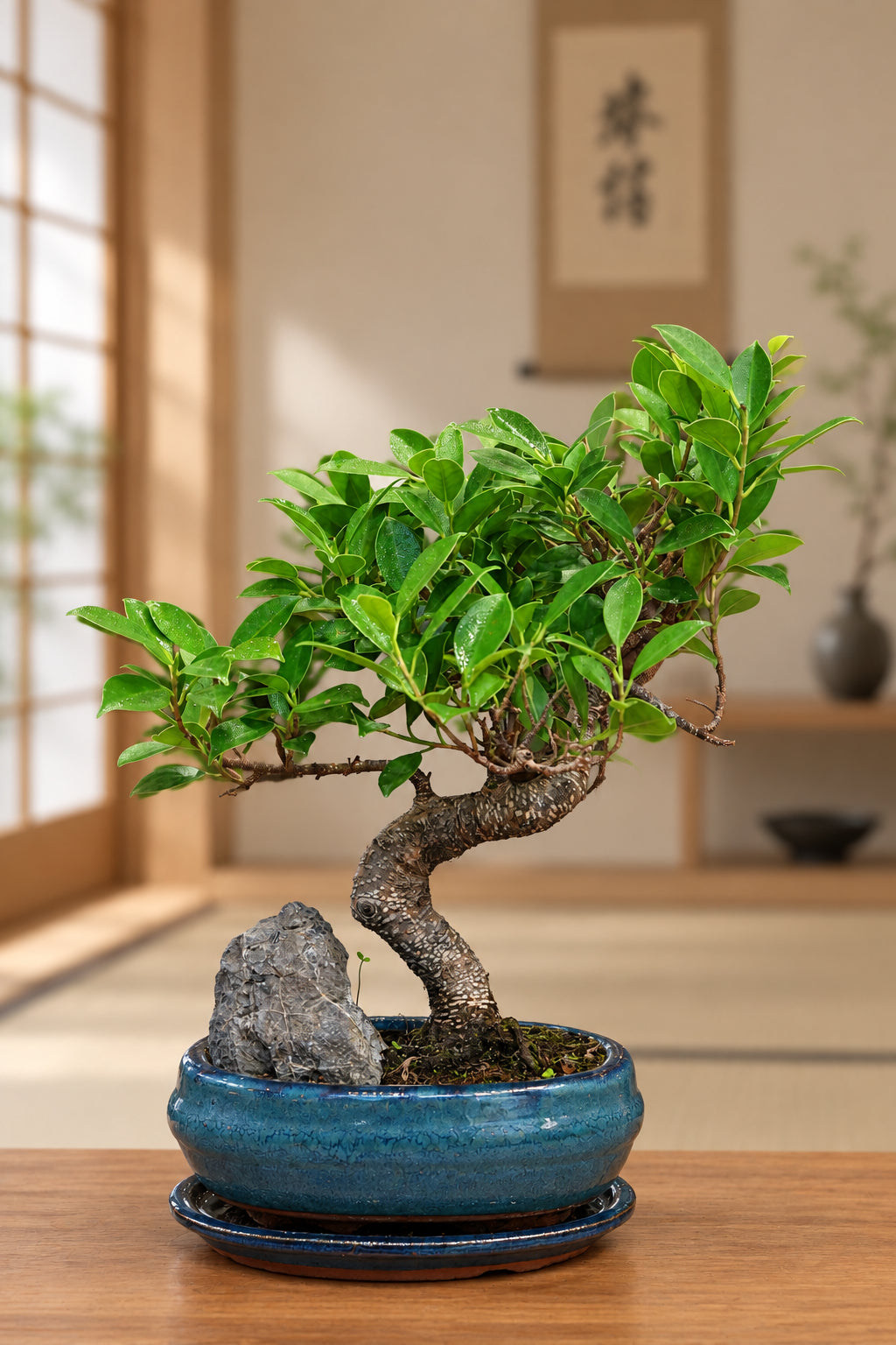 Ficus Bonsai with rock (round pot)
