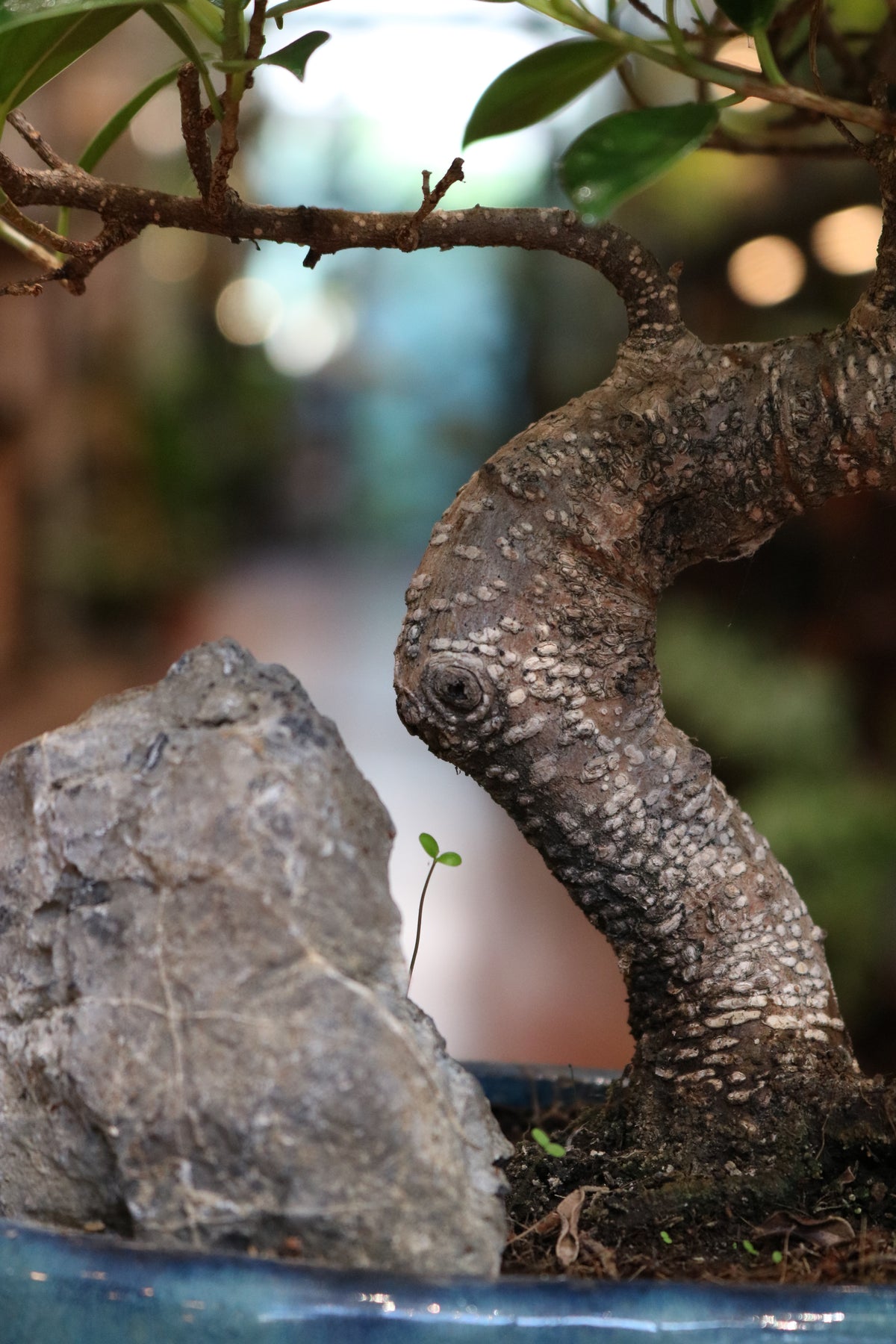 Ficus Bonsai with rock (round pot)
